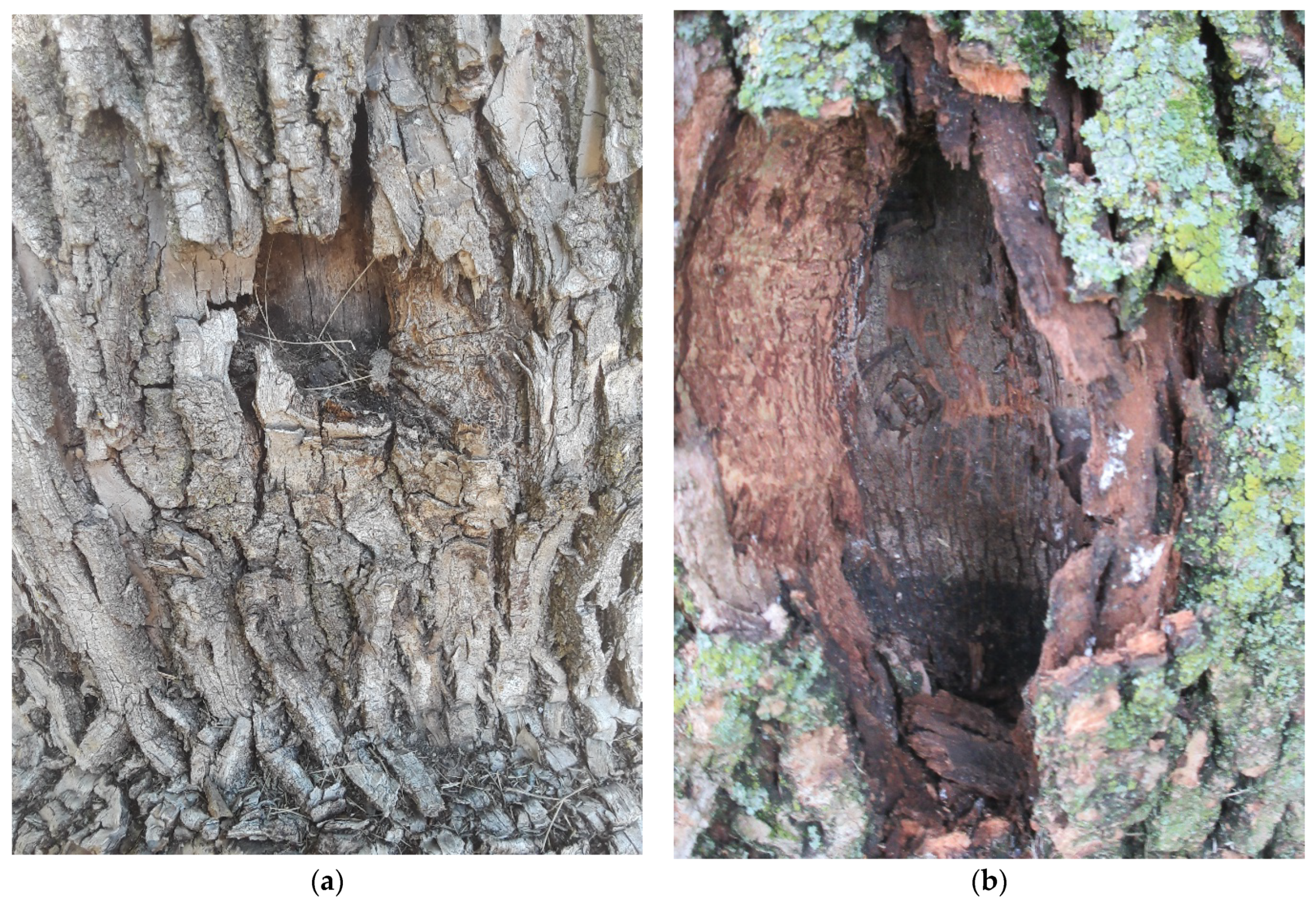 Forests 13 01802 g0a4