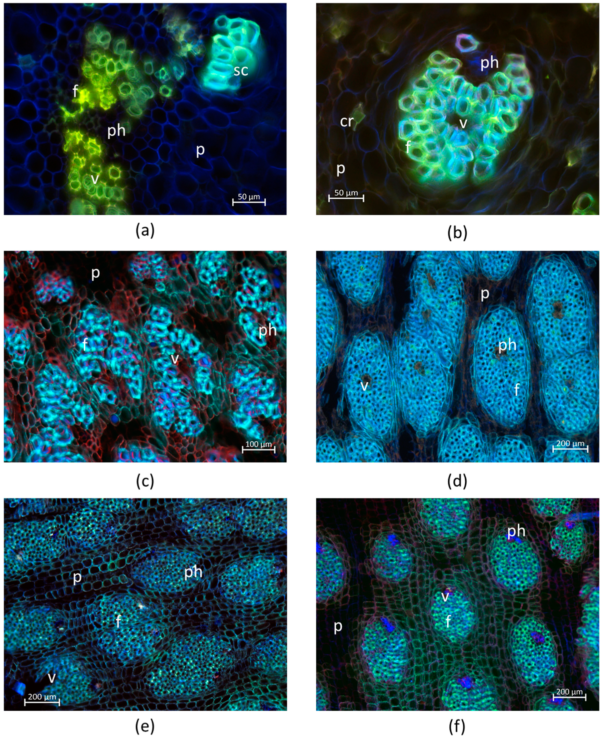Forests 13 01853 g004