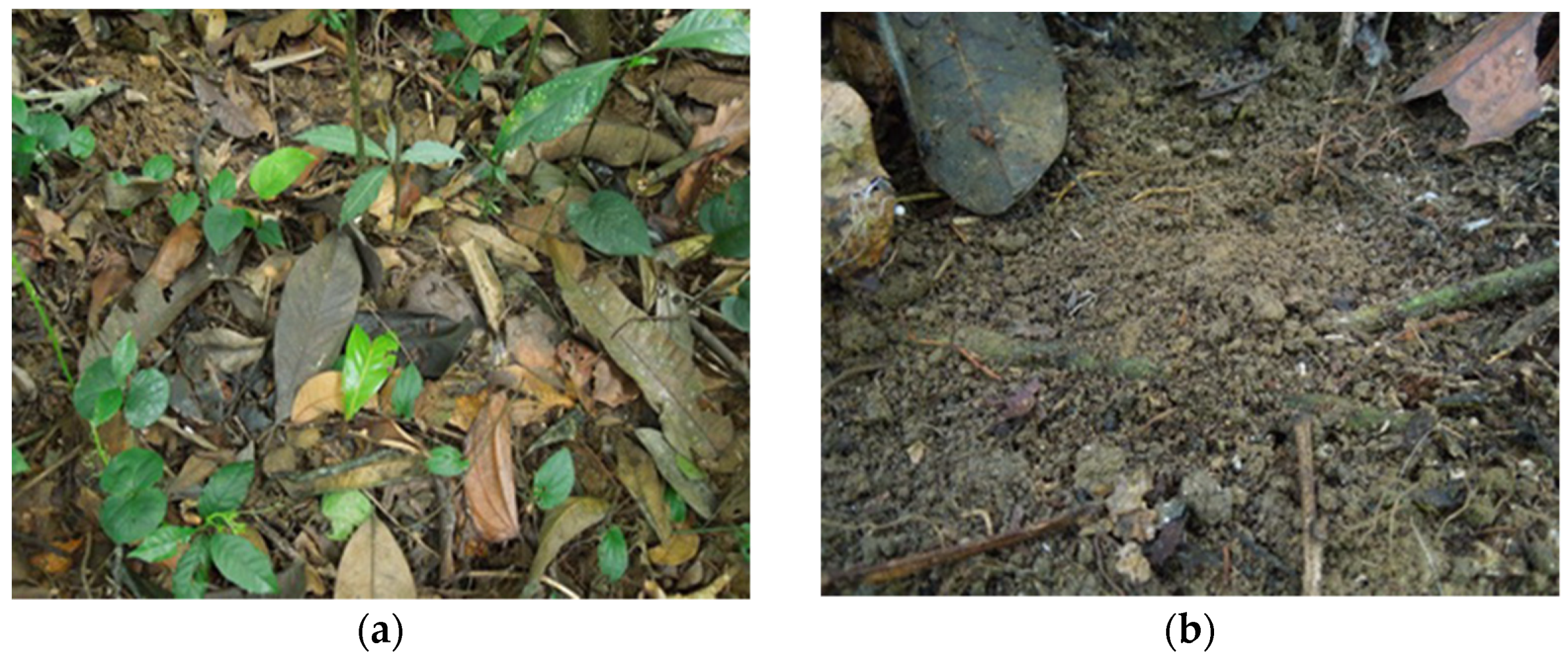 Forests 13 01863 g001