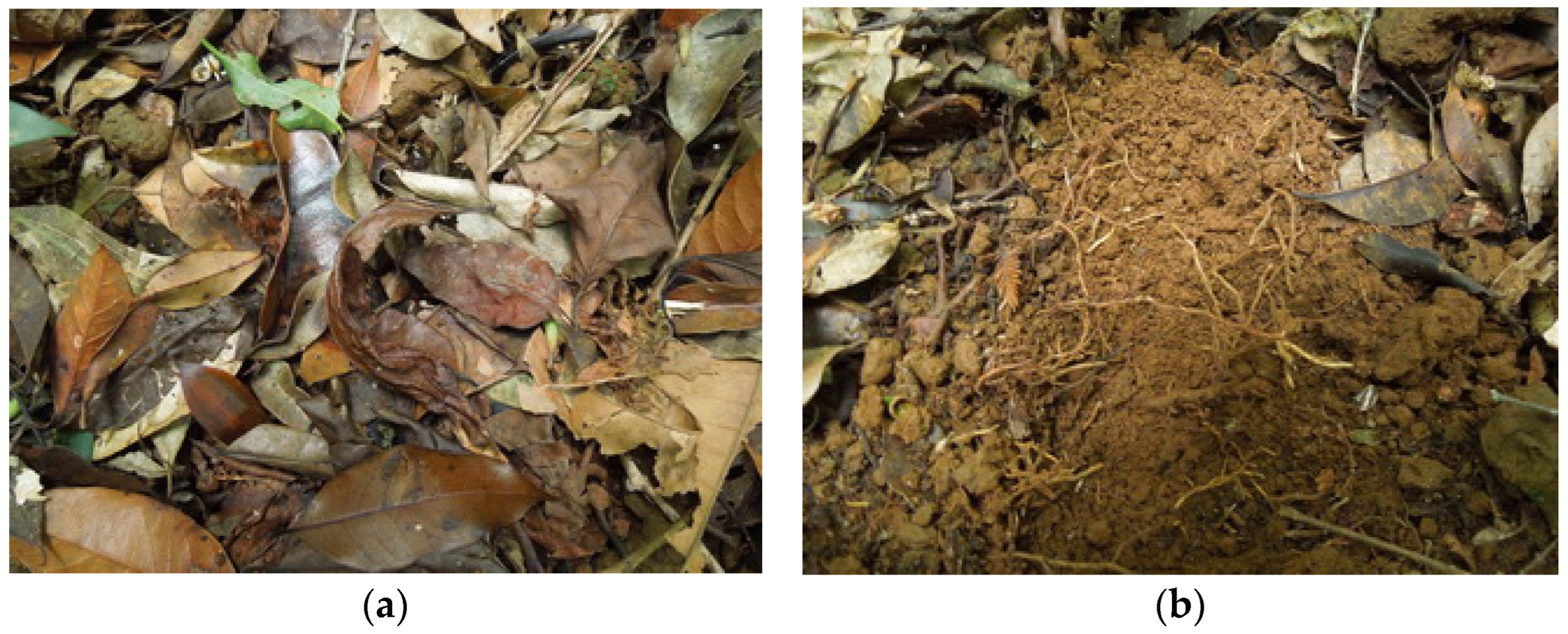 Forests 13 01863 g002