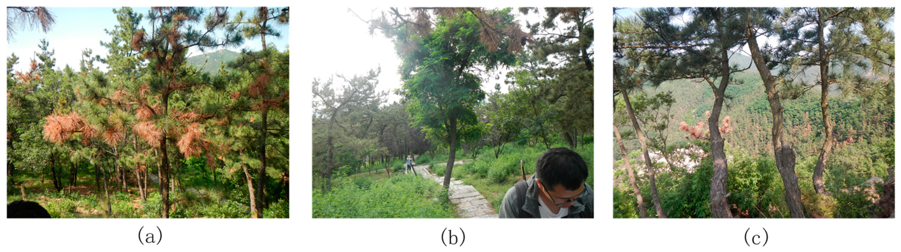 Forests 13 01884 g002