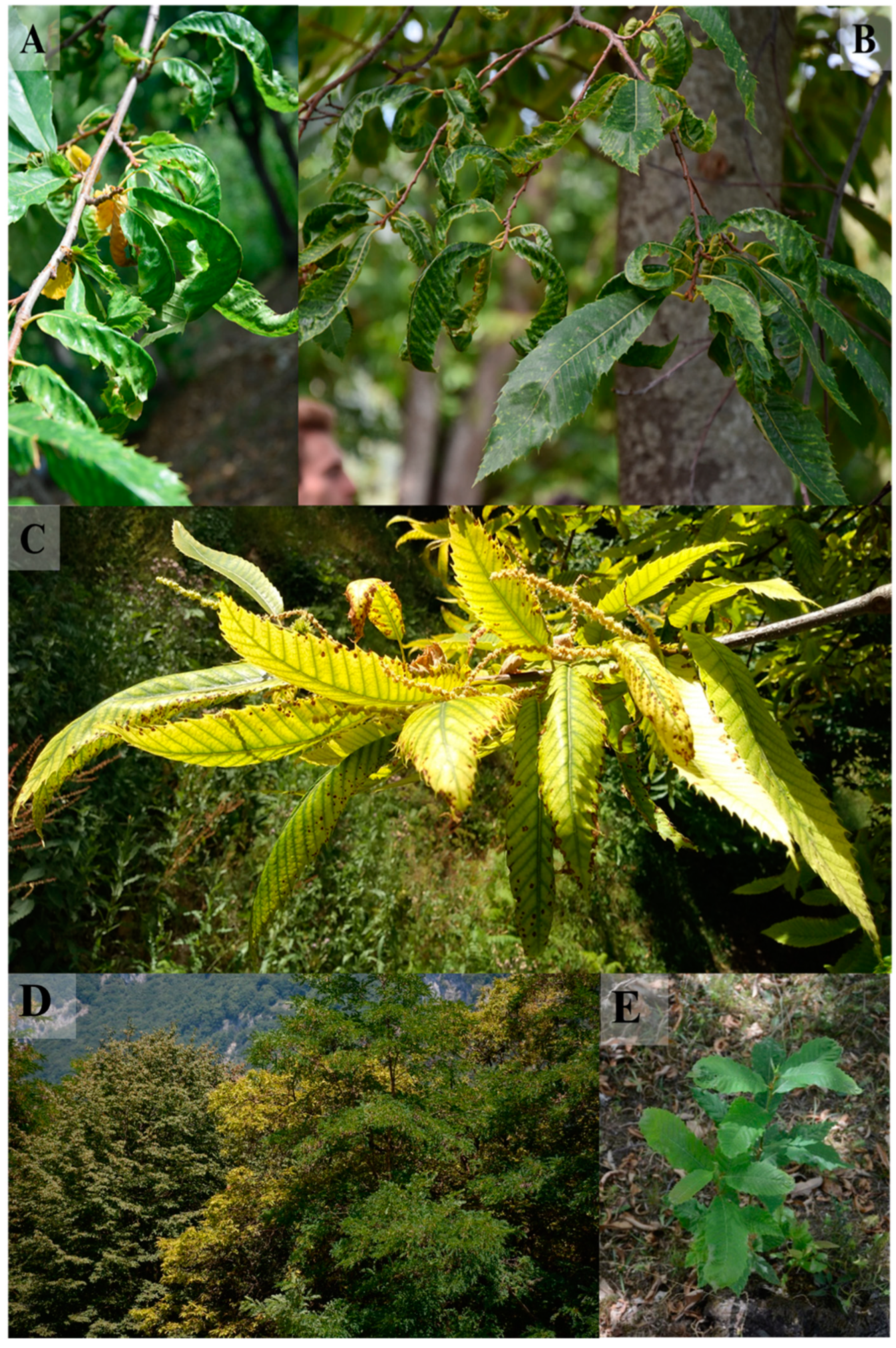 Forests 13 01894 g001