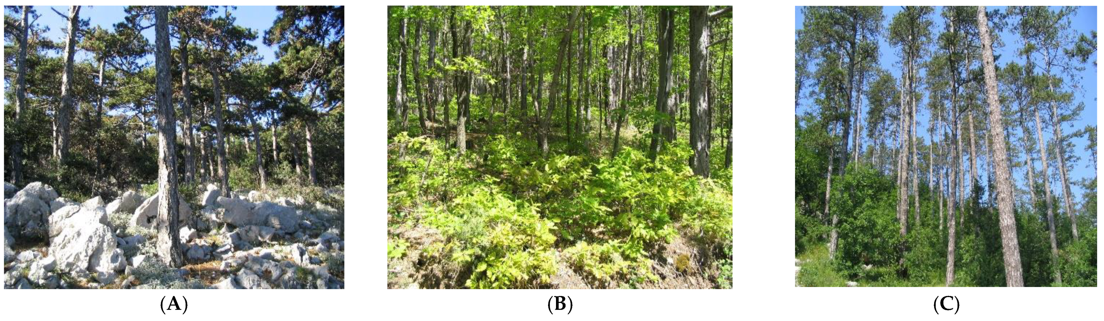 Forests 13 01900 g002