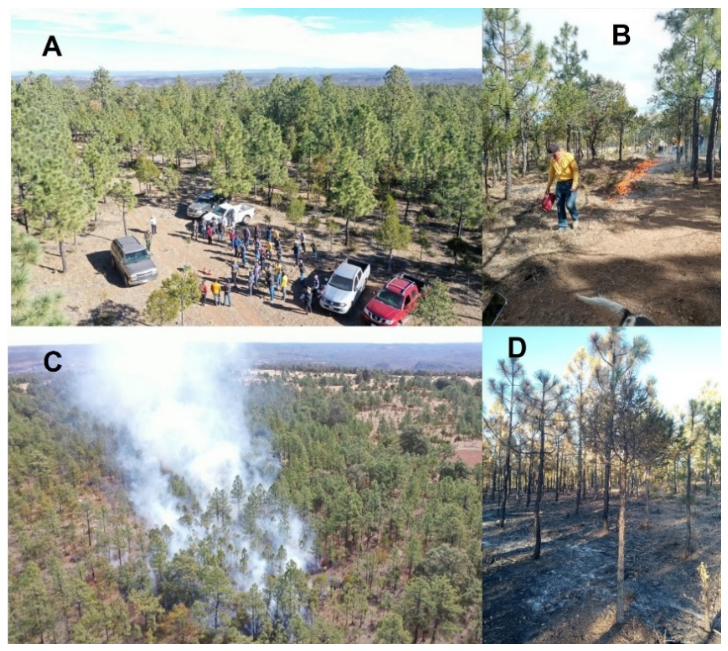 Forests 13 01901 g002