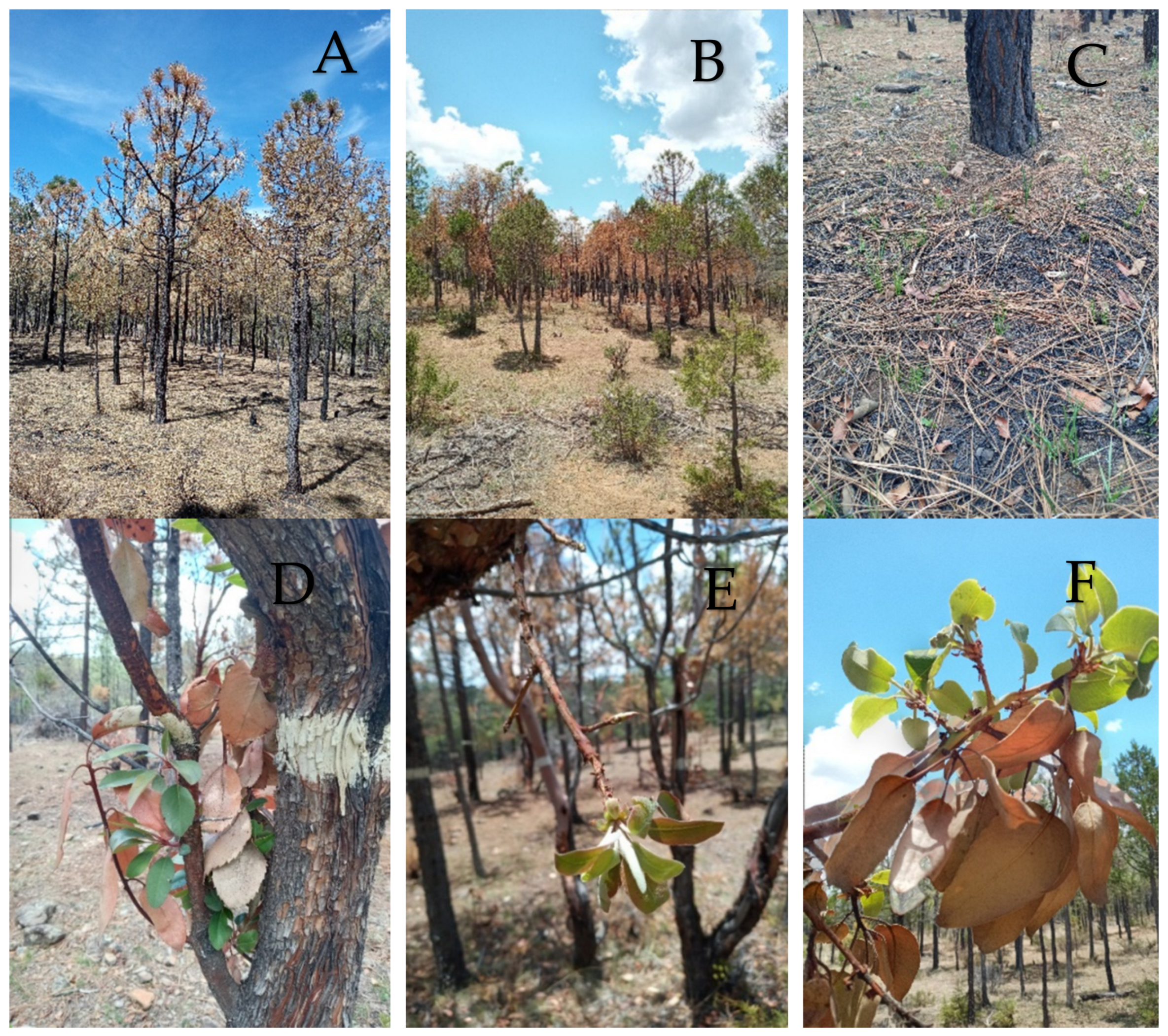 Forests 13 01901 g0a12