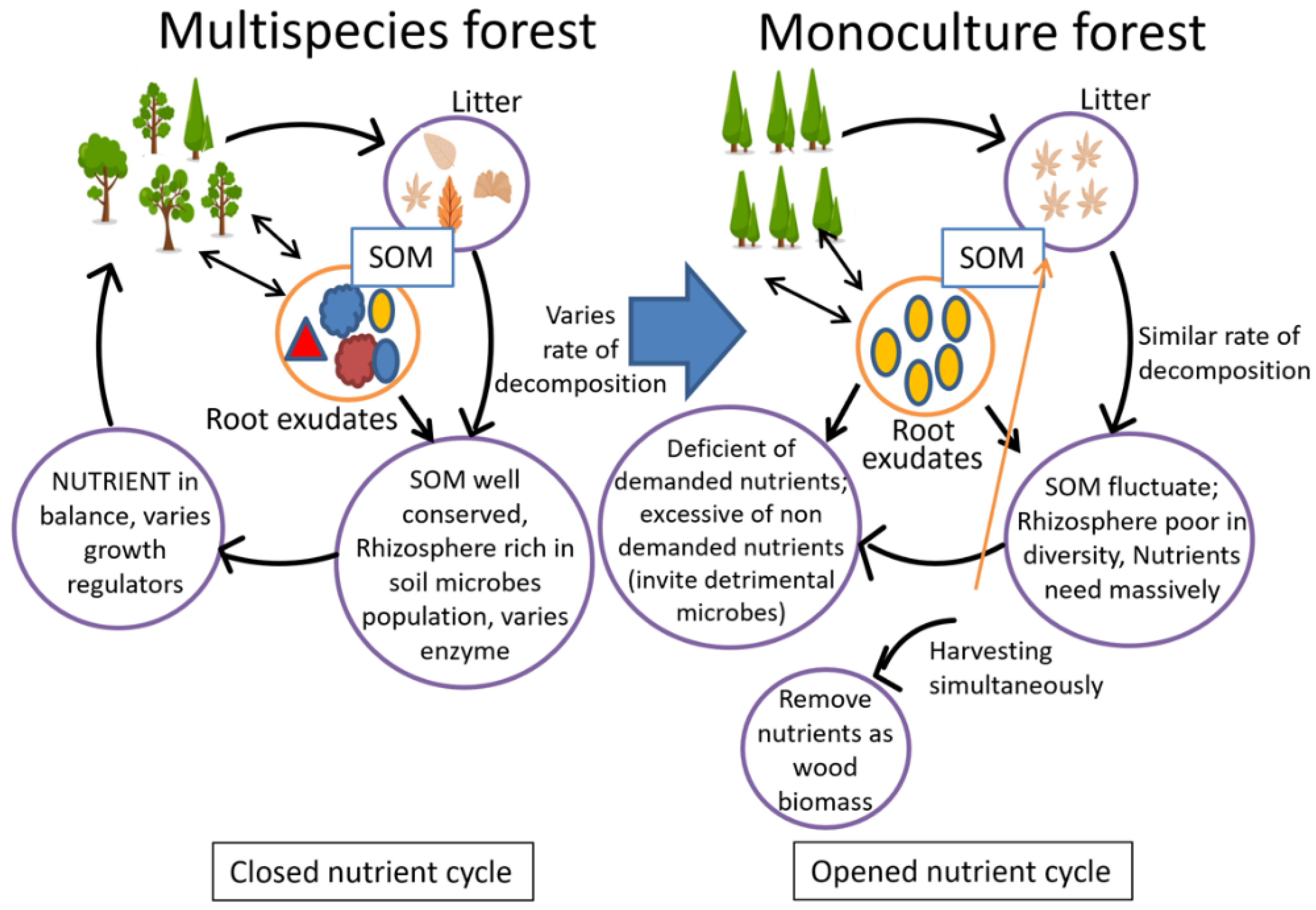 Forests 13 01913 g003 Forests 13 01913 g003