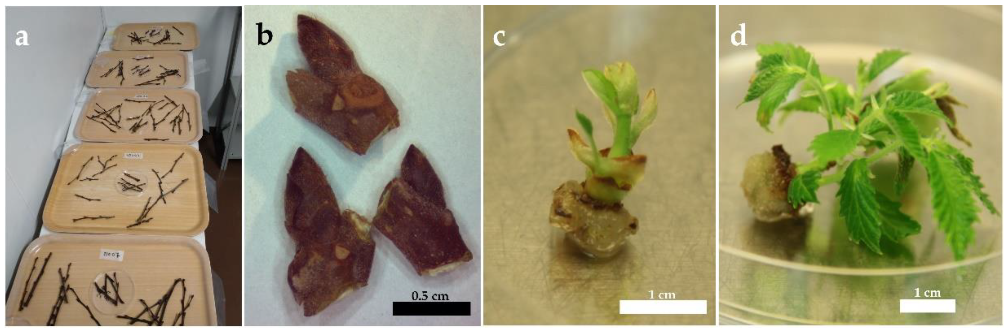 Forests 13 01923 g001