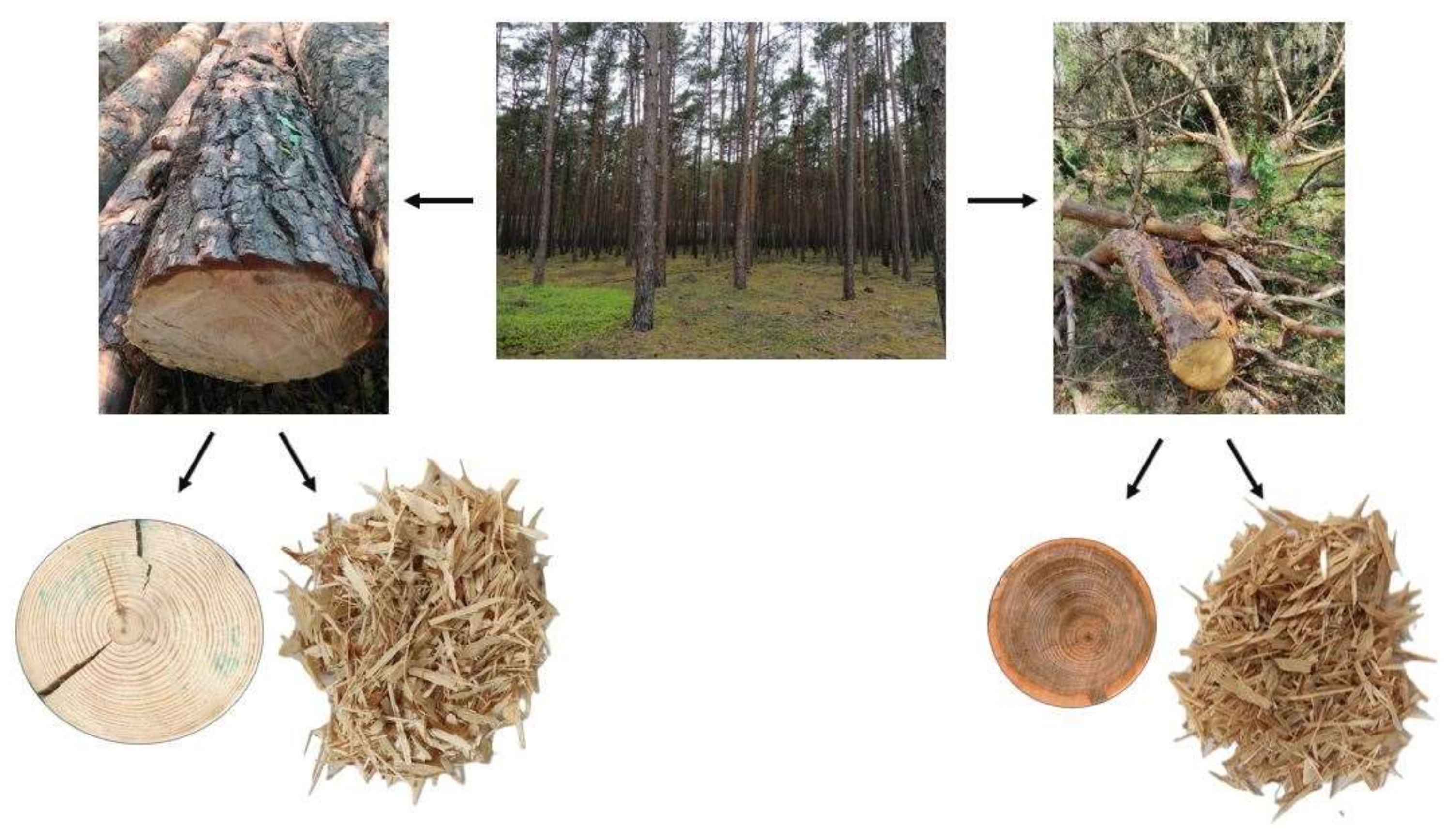 Forests 13 01933 g001