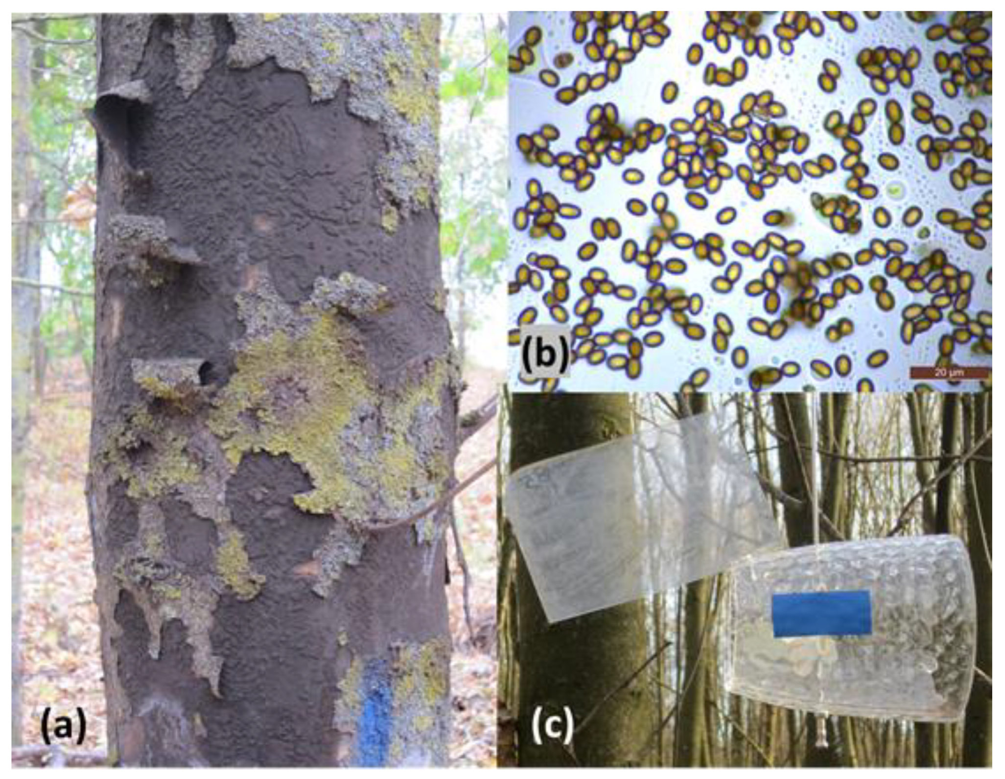 Forests 13 01956 g002