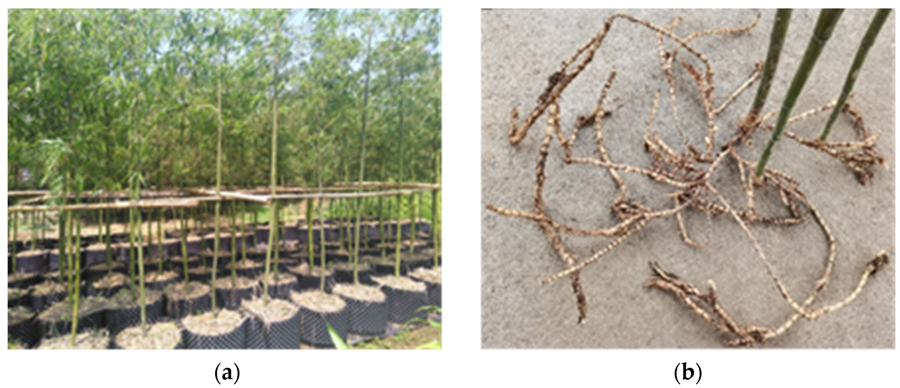 Forests 13 01968 g002