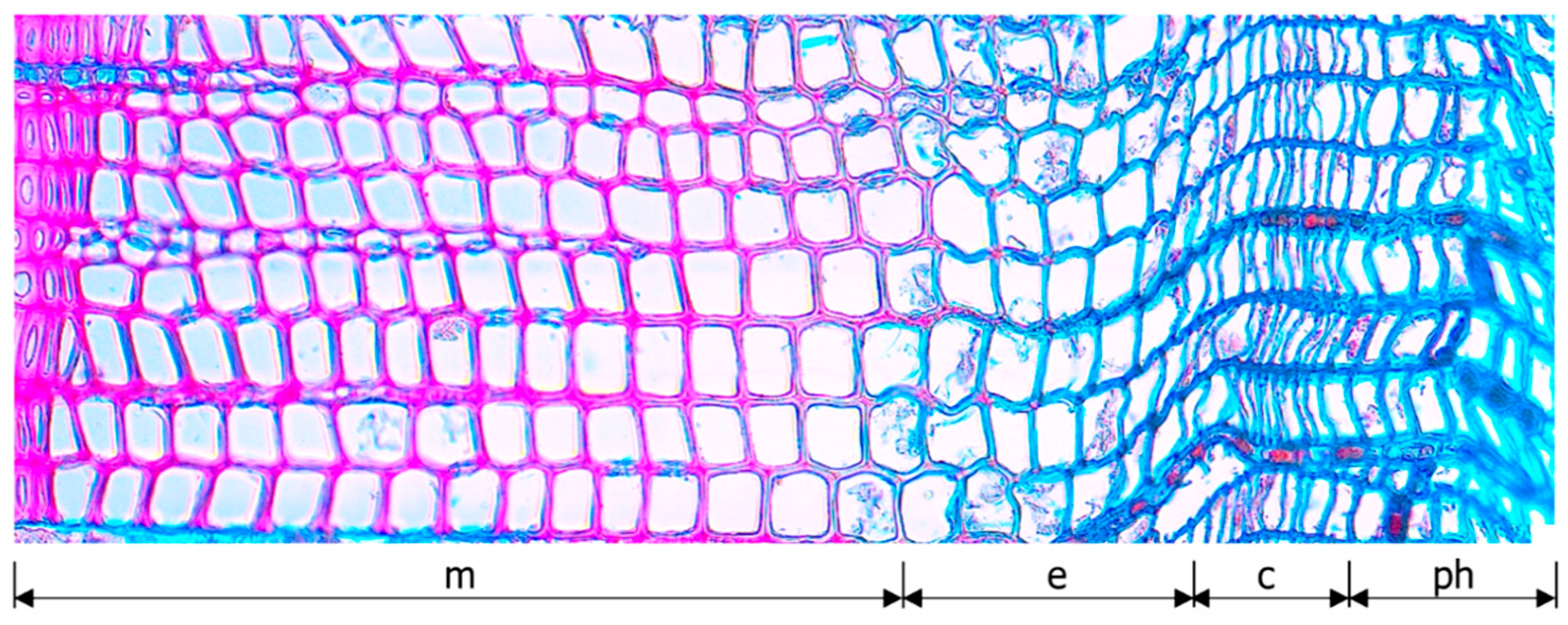 Forests 13 01978 g003
