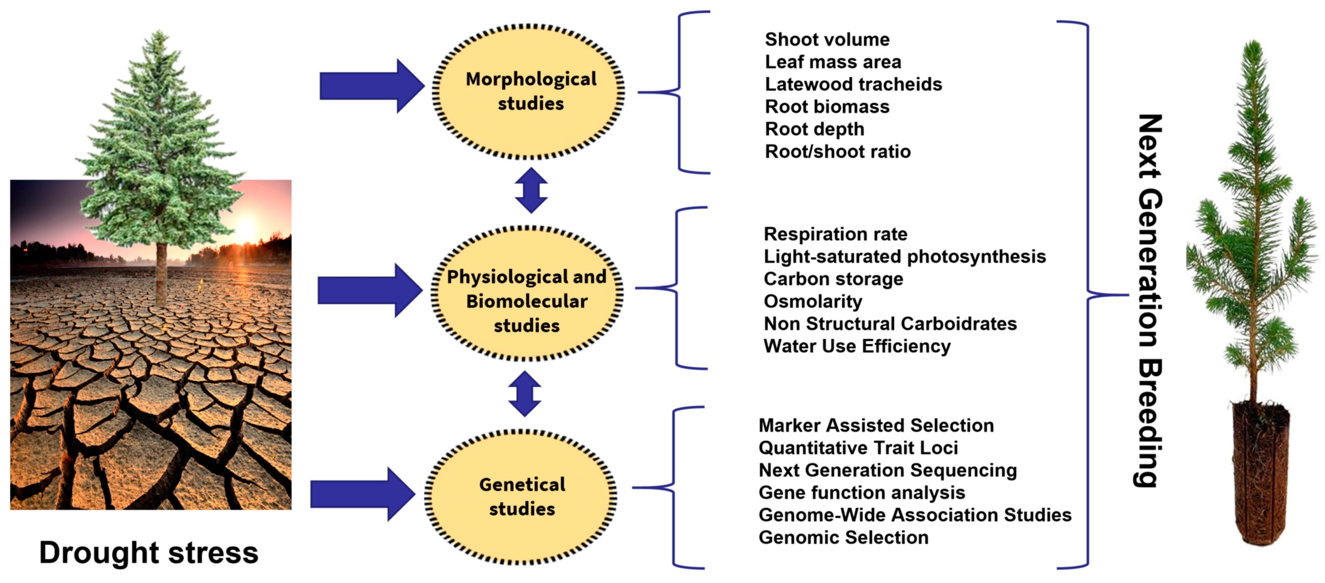 Forests 13 02016 g002