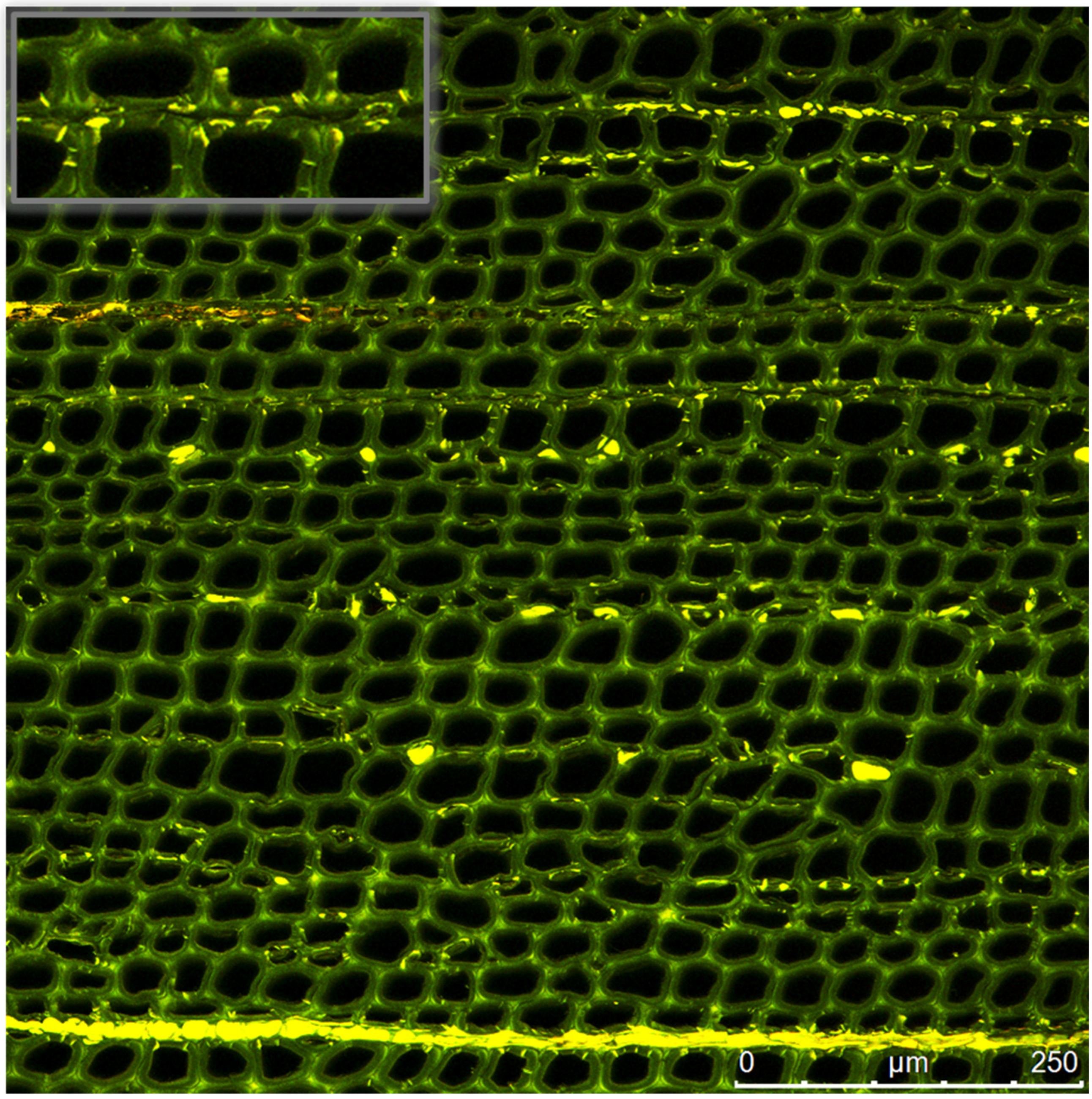 Forests 13 02018 g012