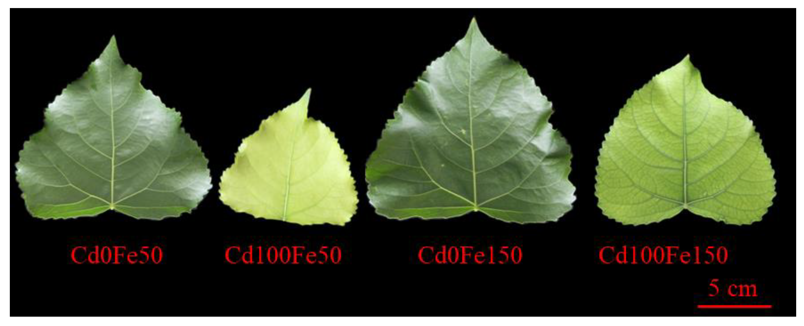 Forests 13 02023 g001