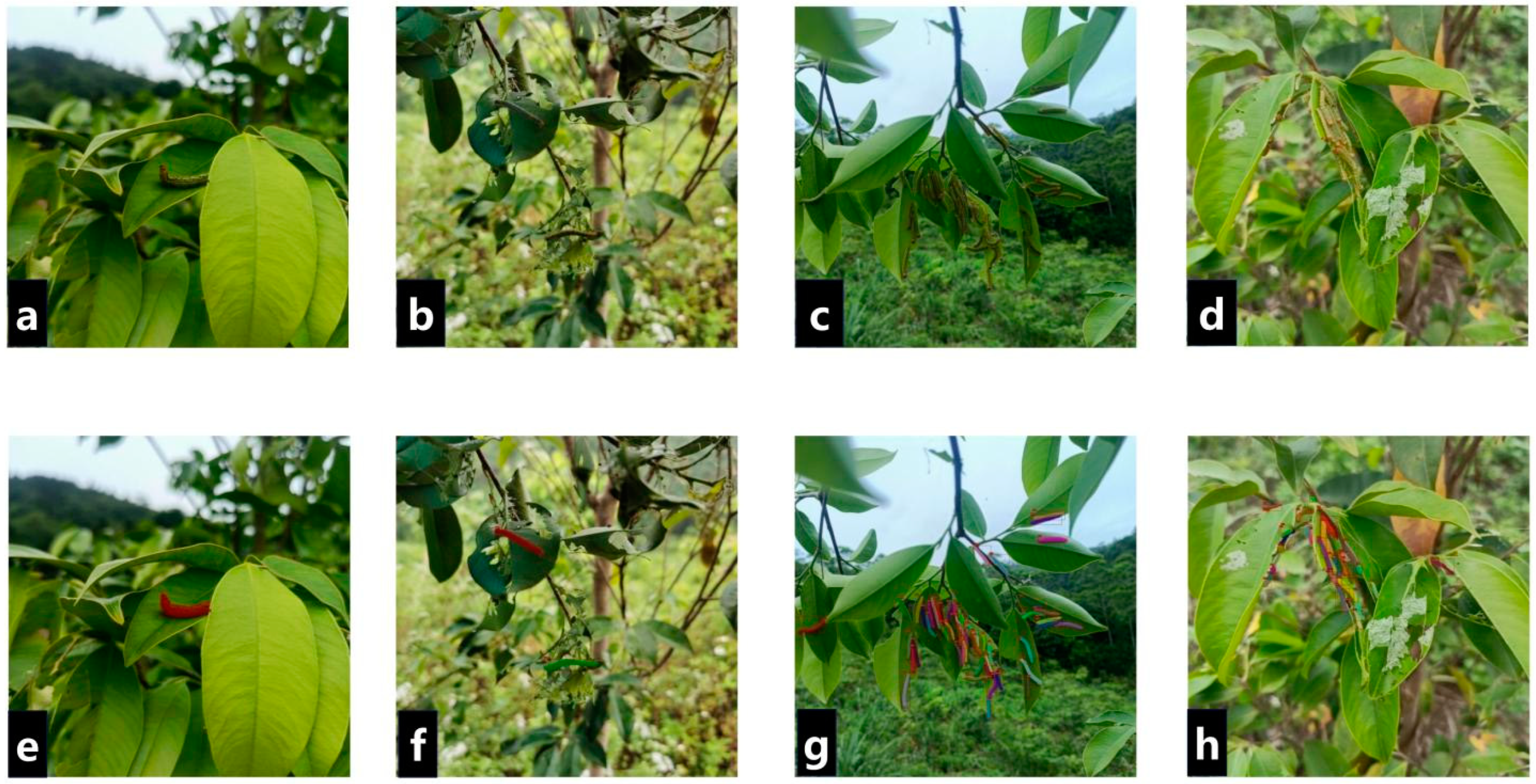 Forests 13 02048 g001