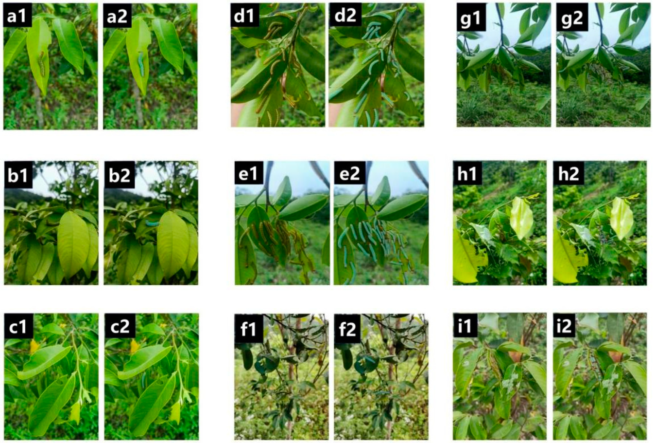 Forests 13 02048 g005