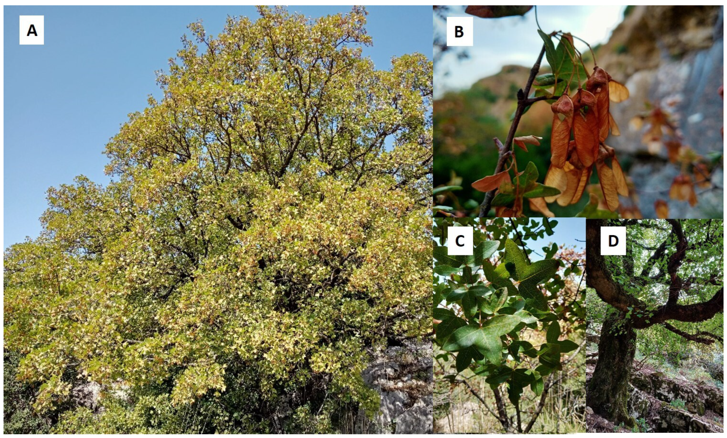 Forests 13 02049 g001 Forests 13 02049 g001