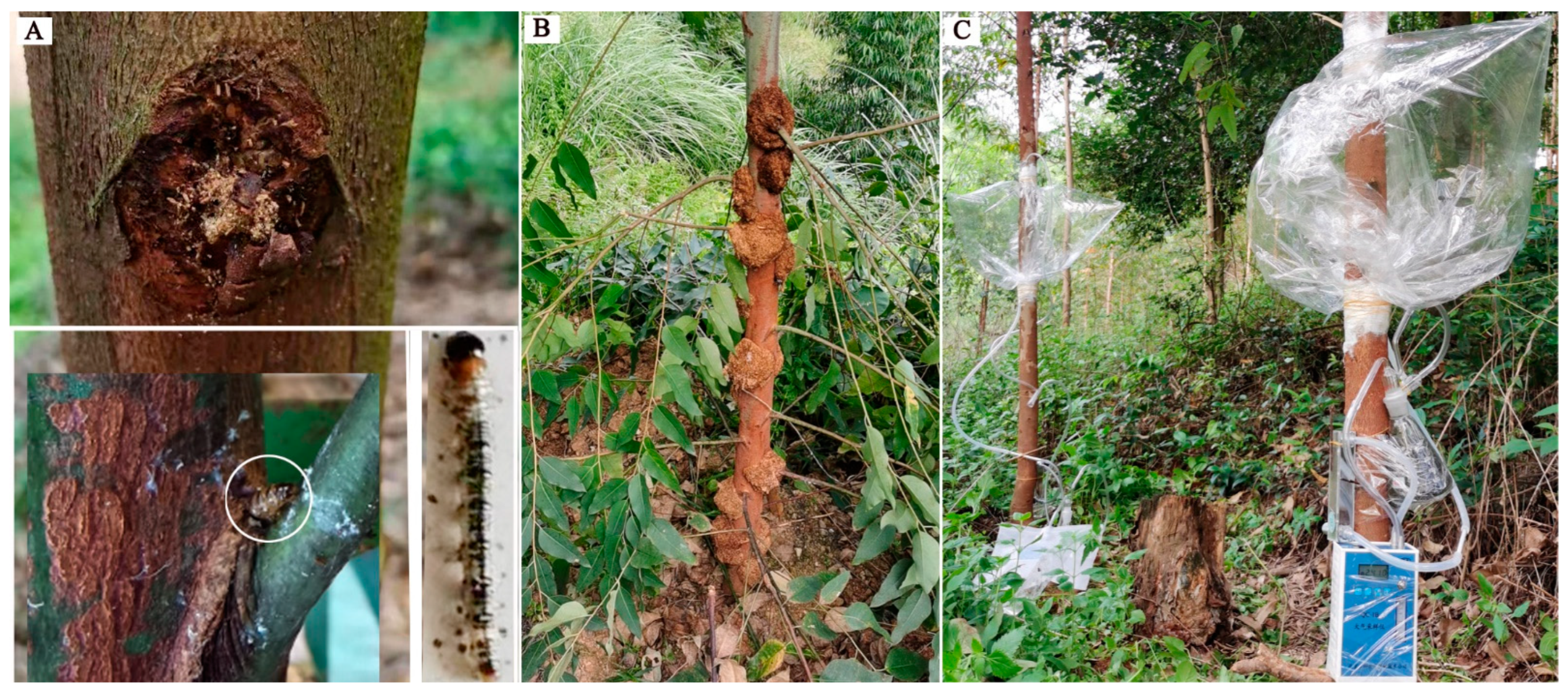 Forests 13 02058 g001