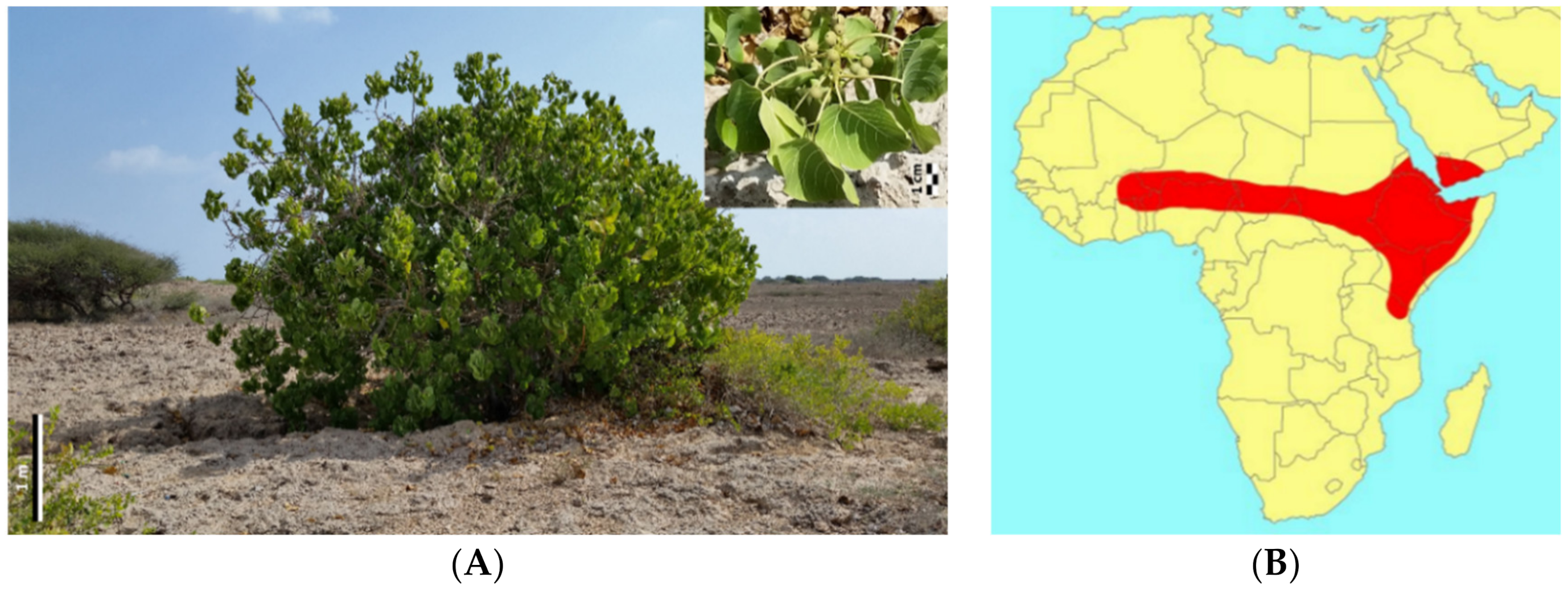 Forests 13 02063 g001 Forests 13 02063 g001