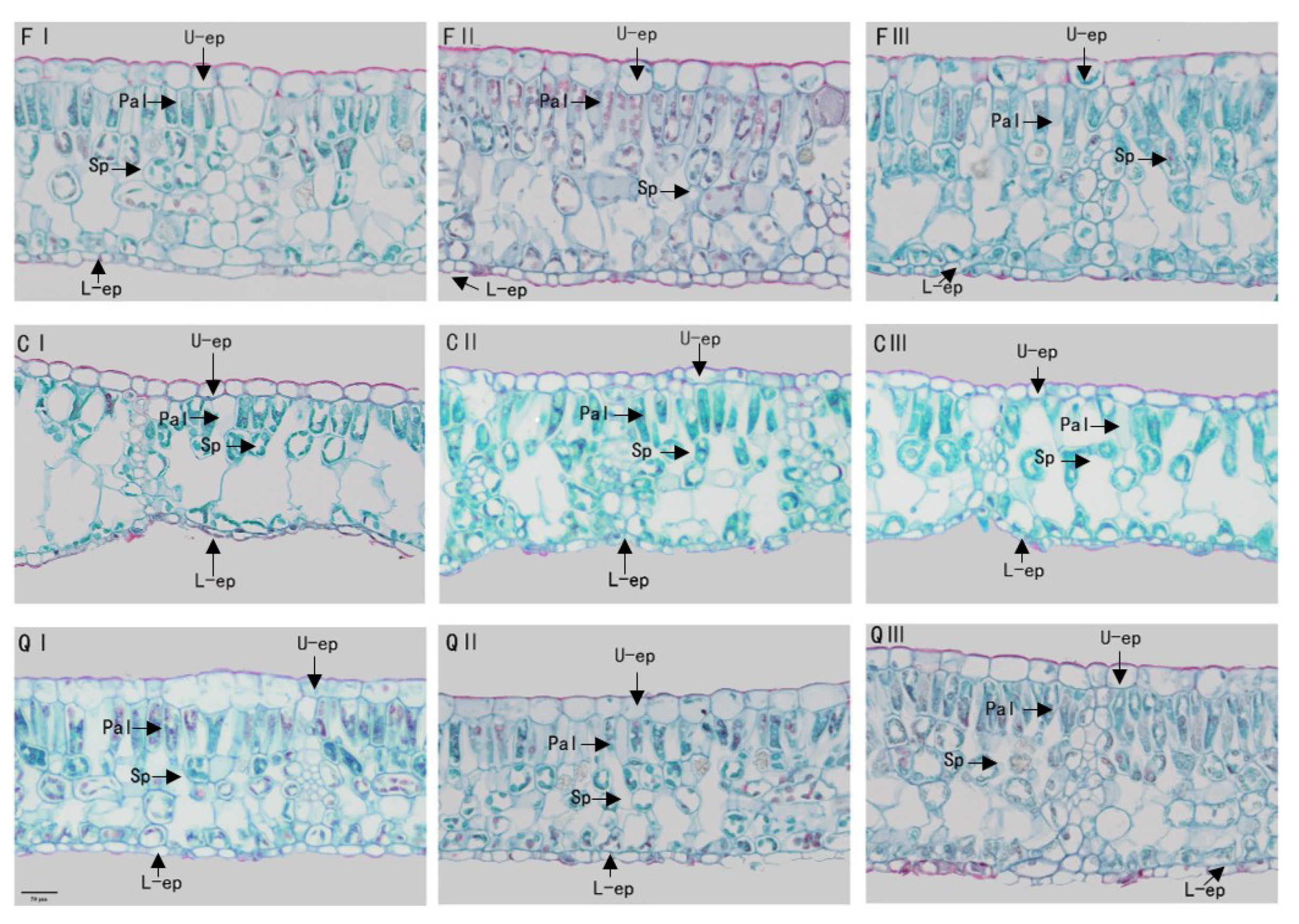Forests 13 02067 g003