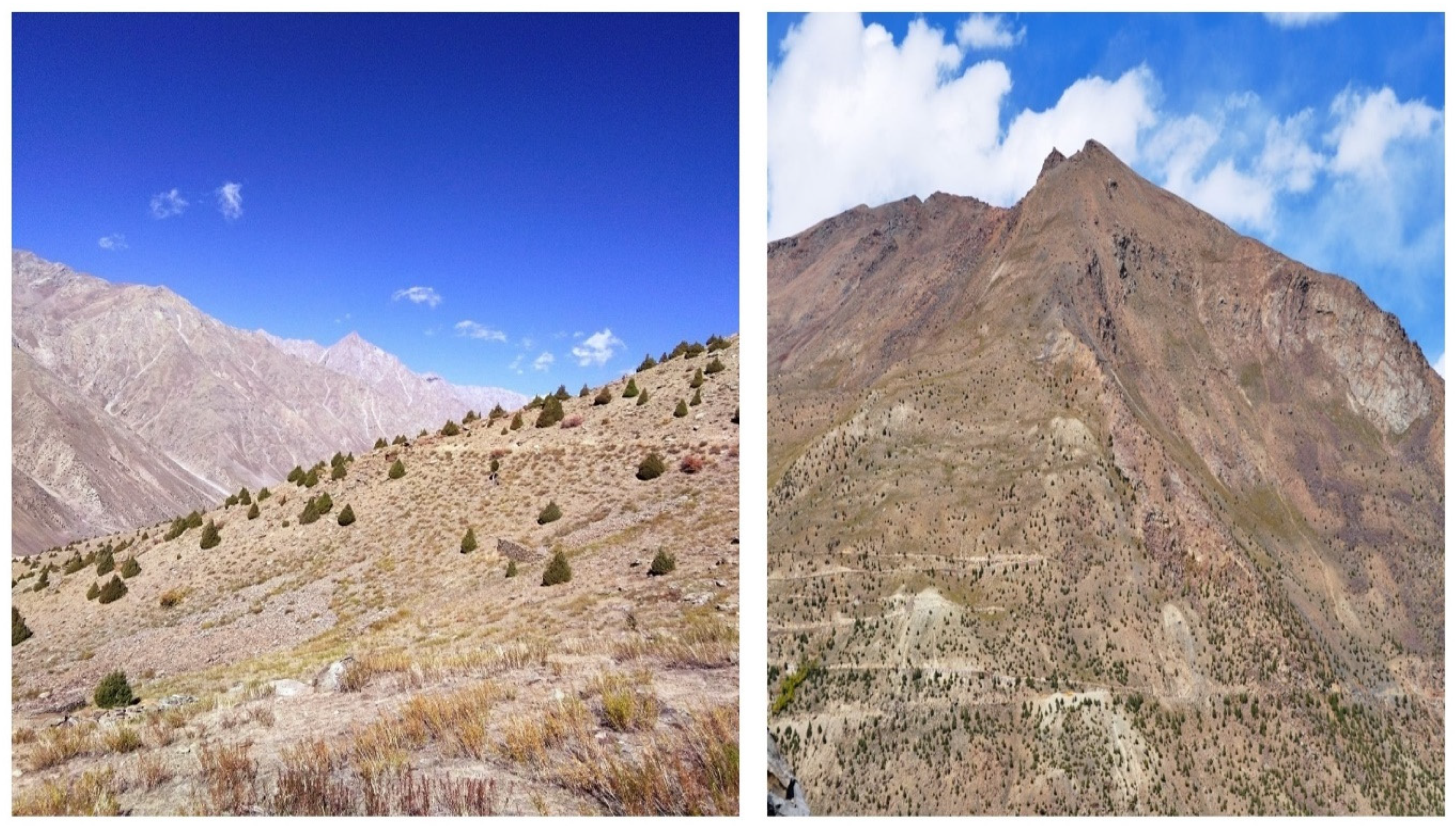 Forests 13 02088 g007