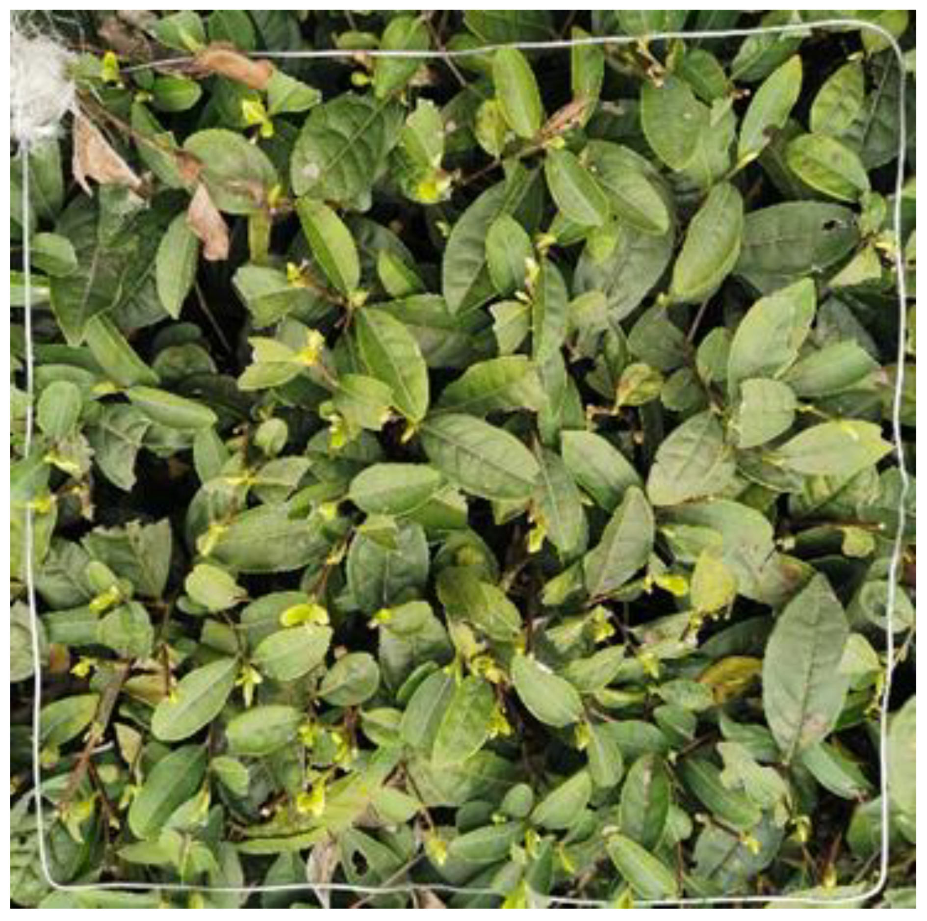 Forests 13 02091 g002