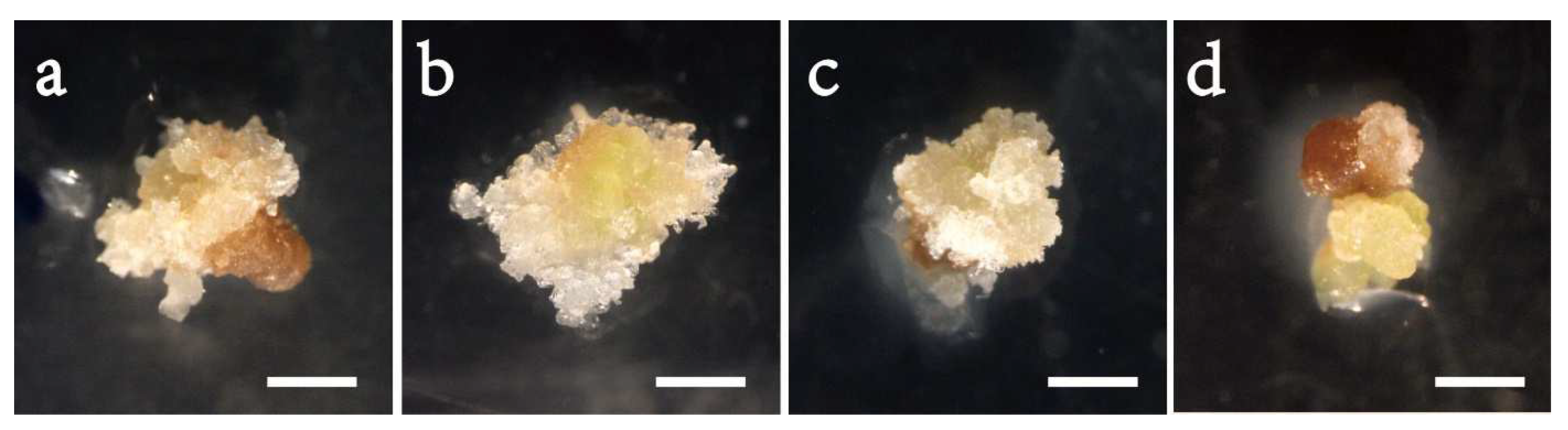 Forests 13 02097 g001