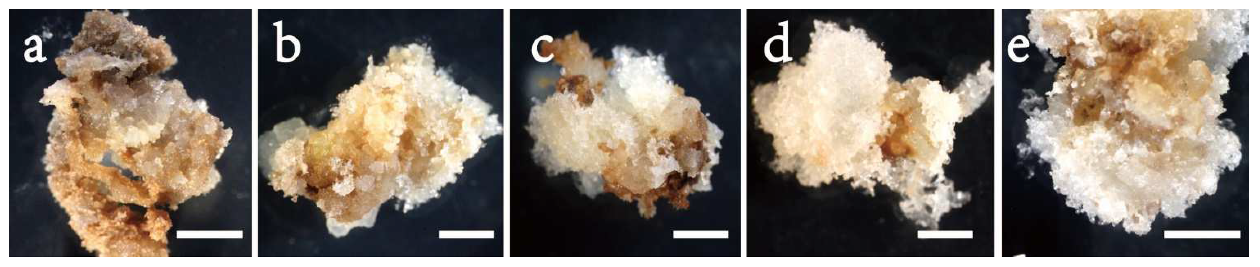 Forests 13 02097 g003