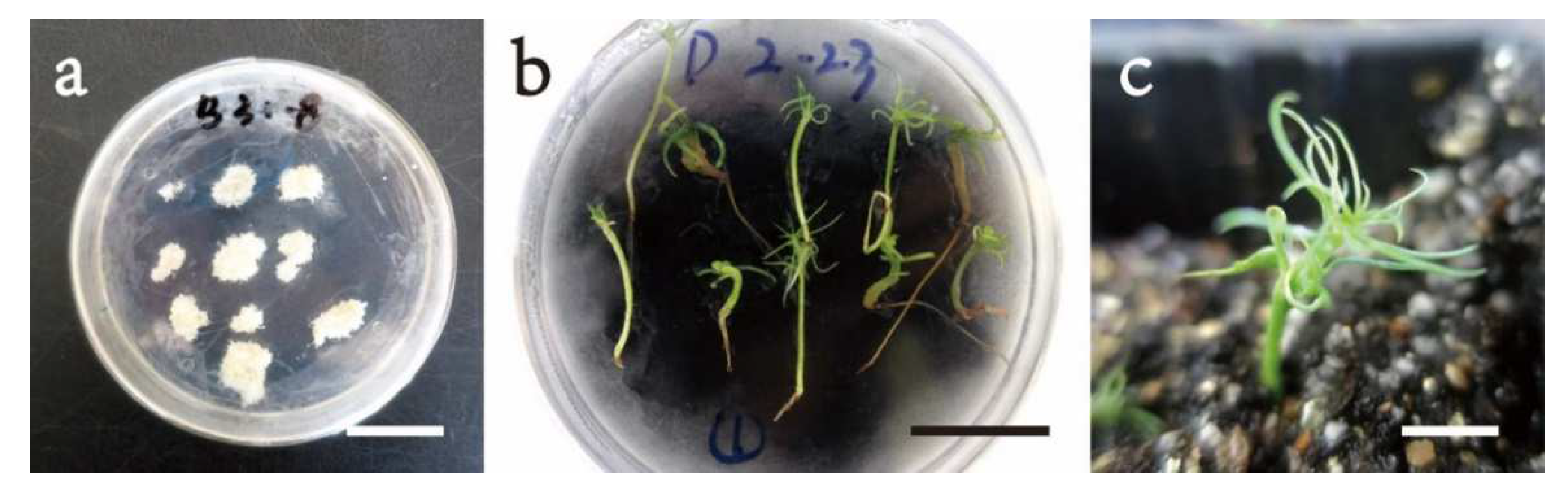 Forests 13 02097 g008