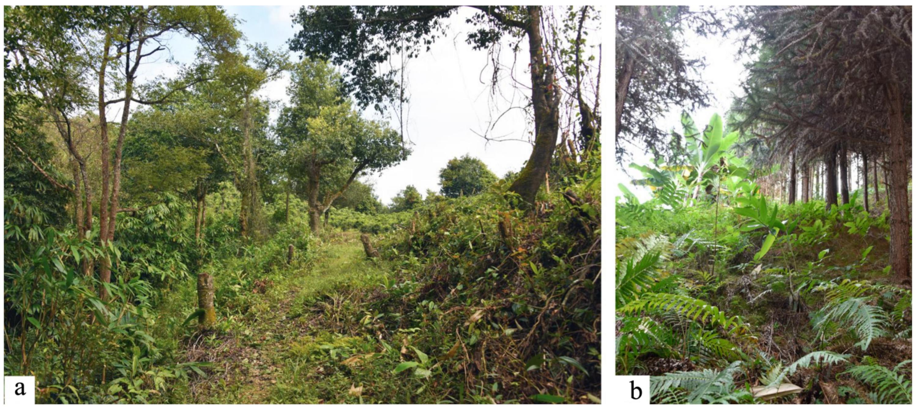 Forests 13 02108 g002