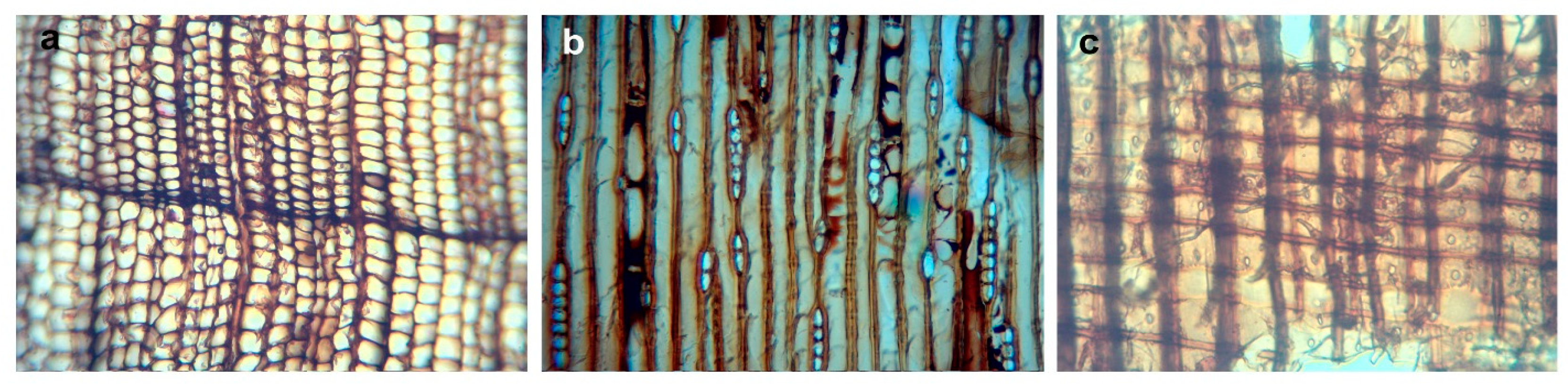 Forests 13 02118 g006 Forests 13 02118 g006