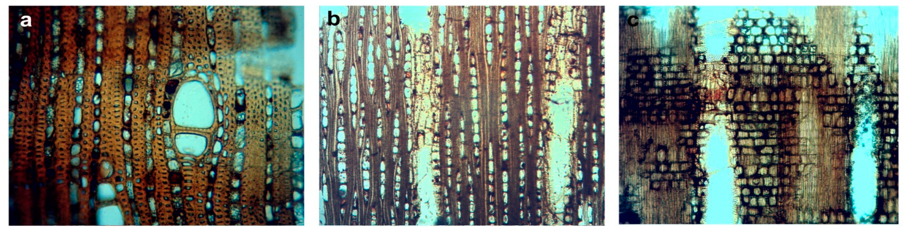 Forests 13 02118 g007 Forests 13 02118 g007