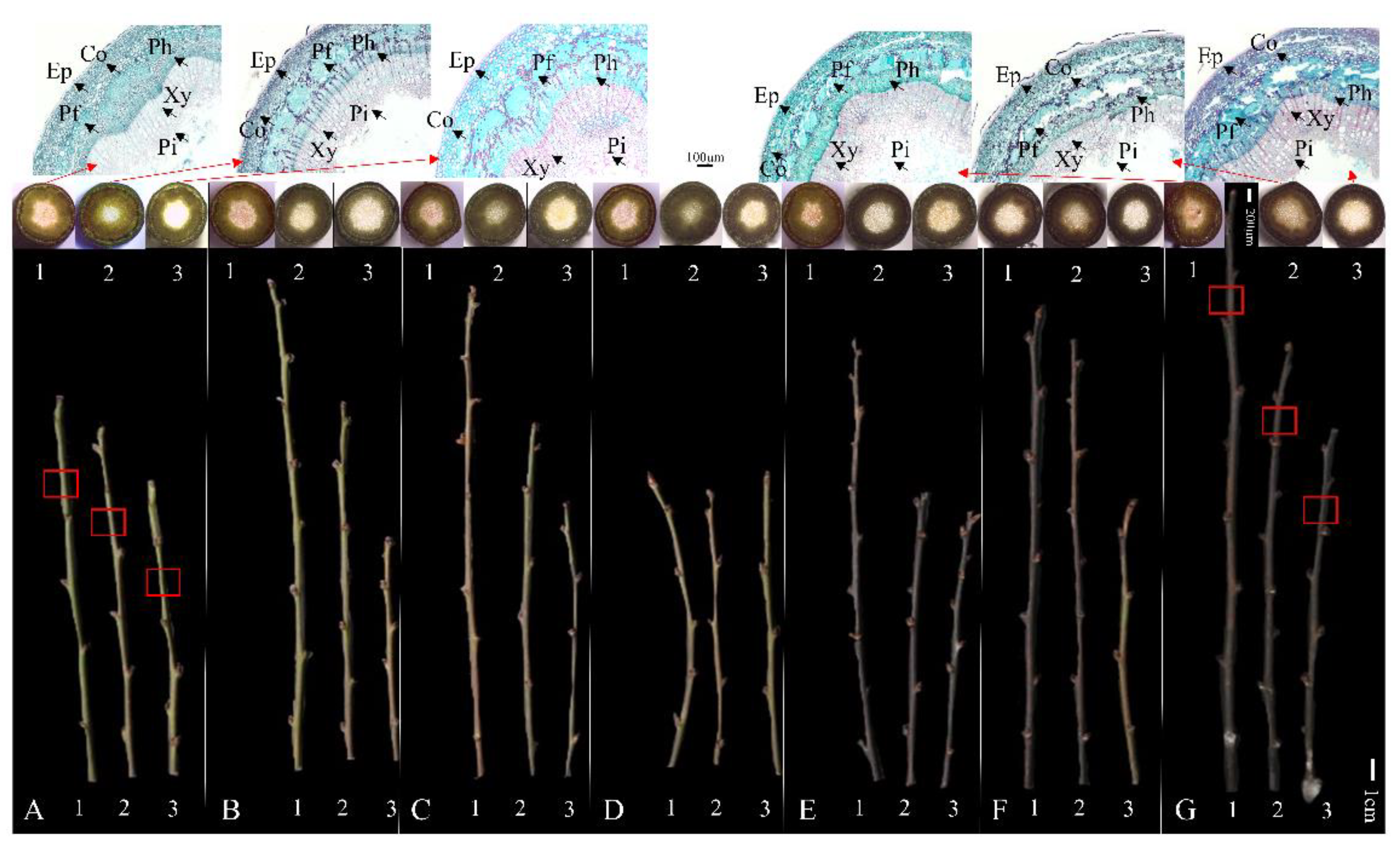 Forests 13 02163 g004 Forests 13 02163 g004