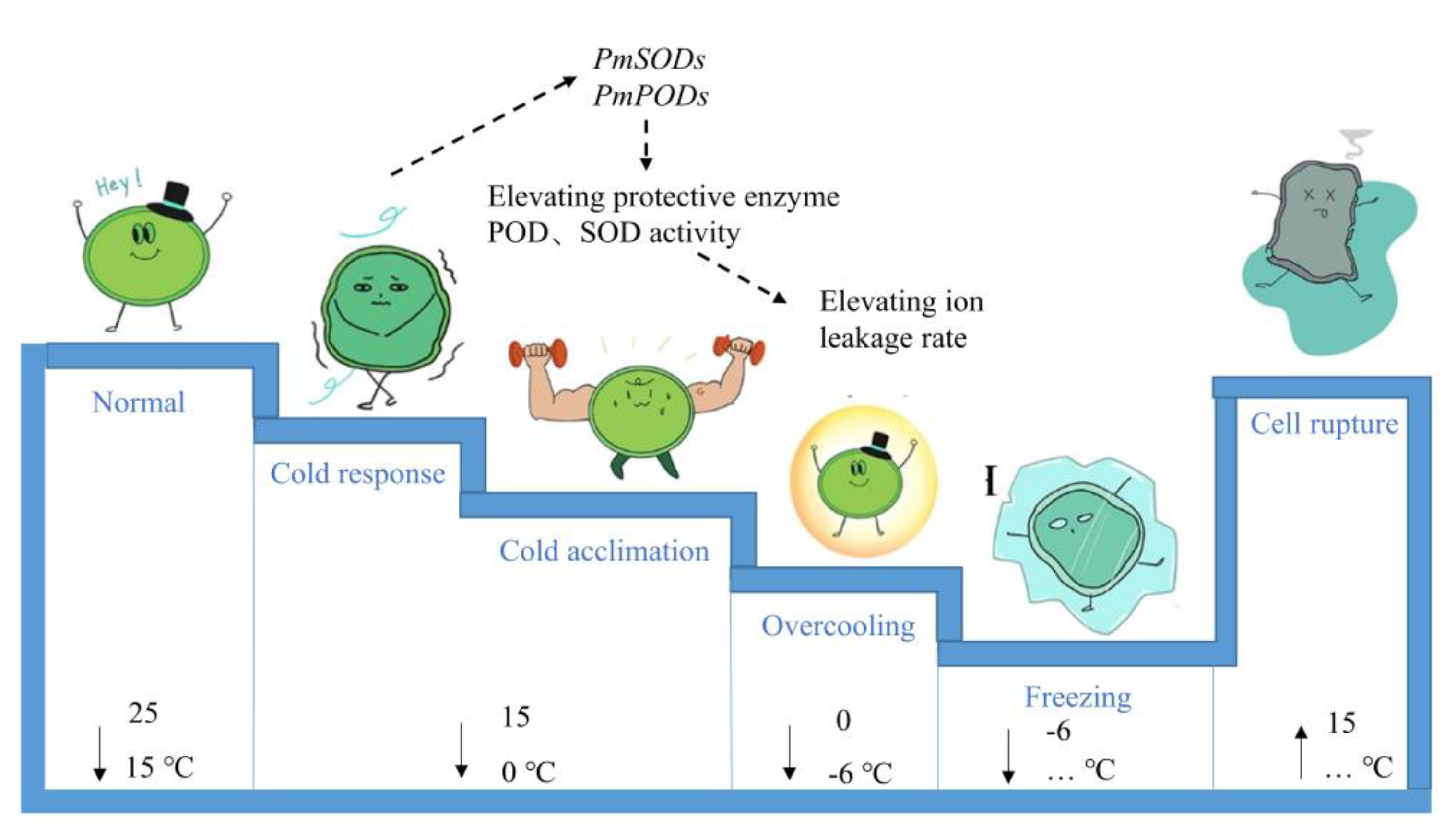 Forests 13 02163 g007 Forests 13 02163 g007