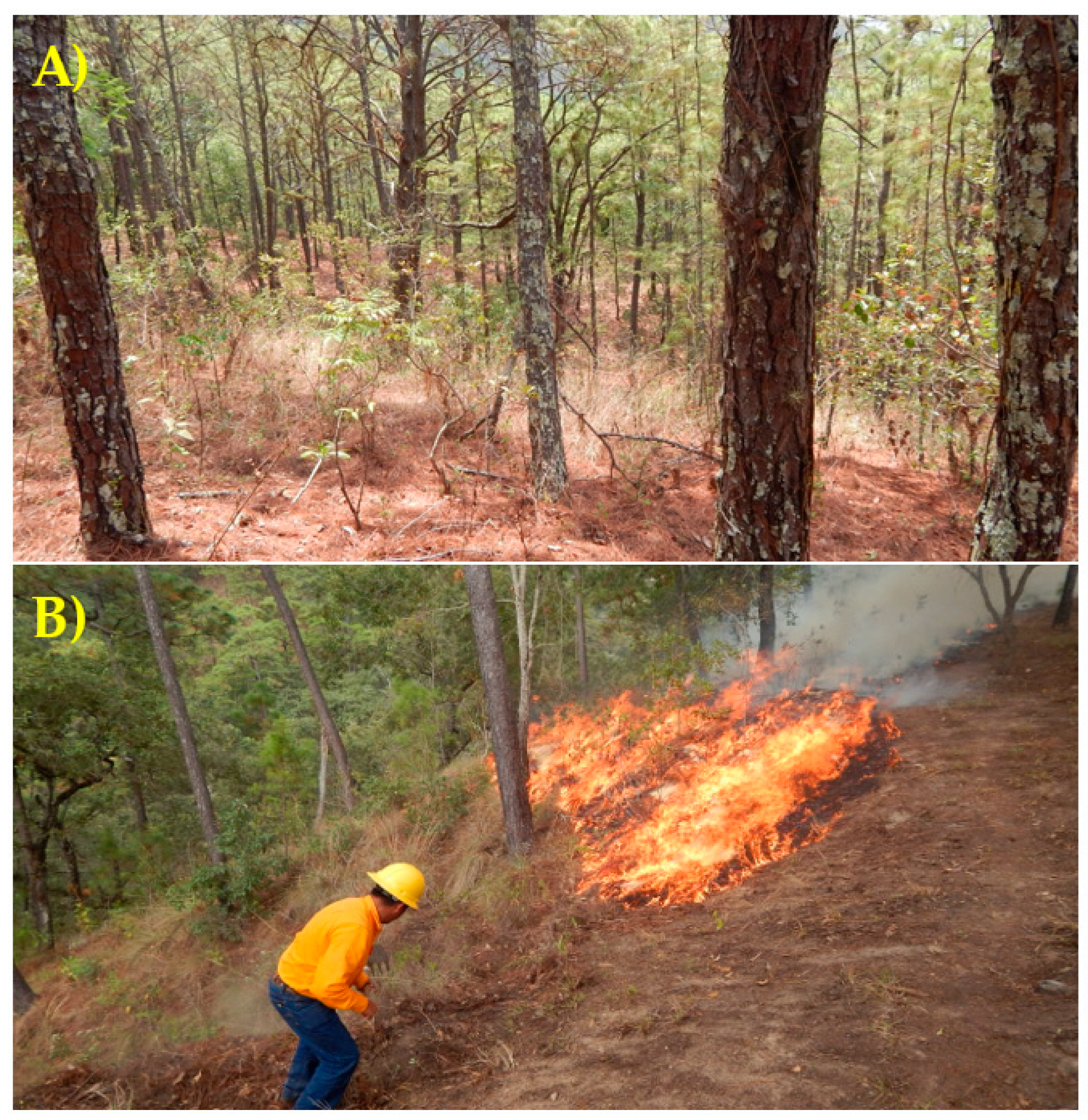 Forests 13 02164 g002