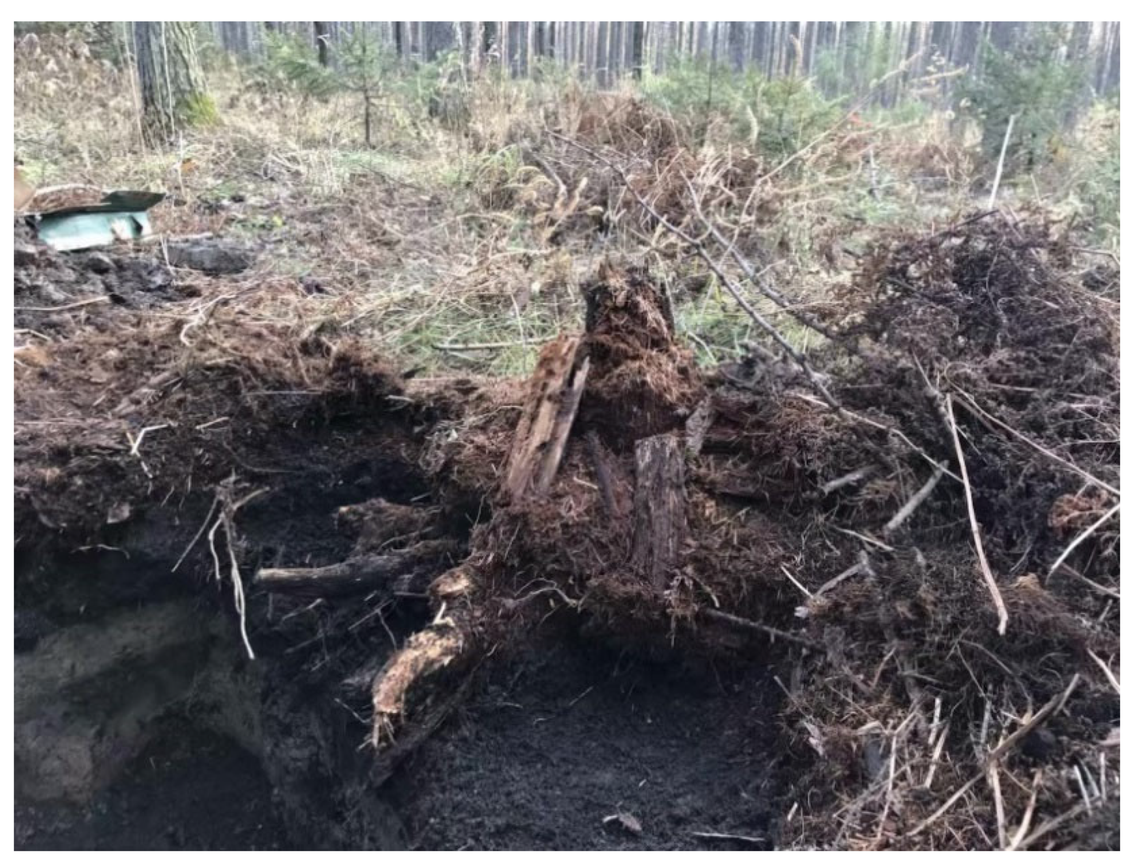 Forests 13 02166 g002