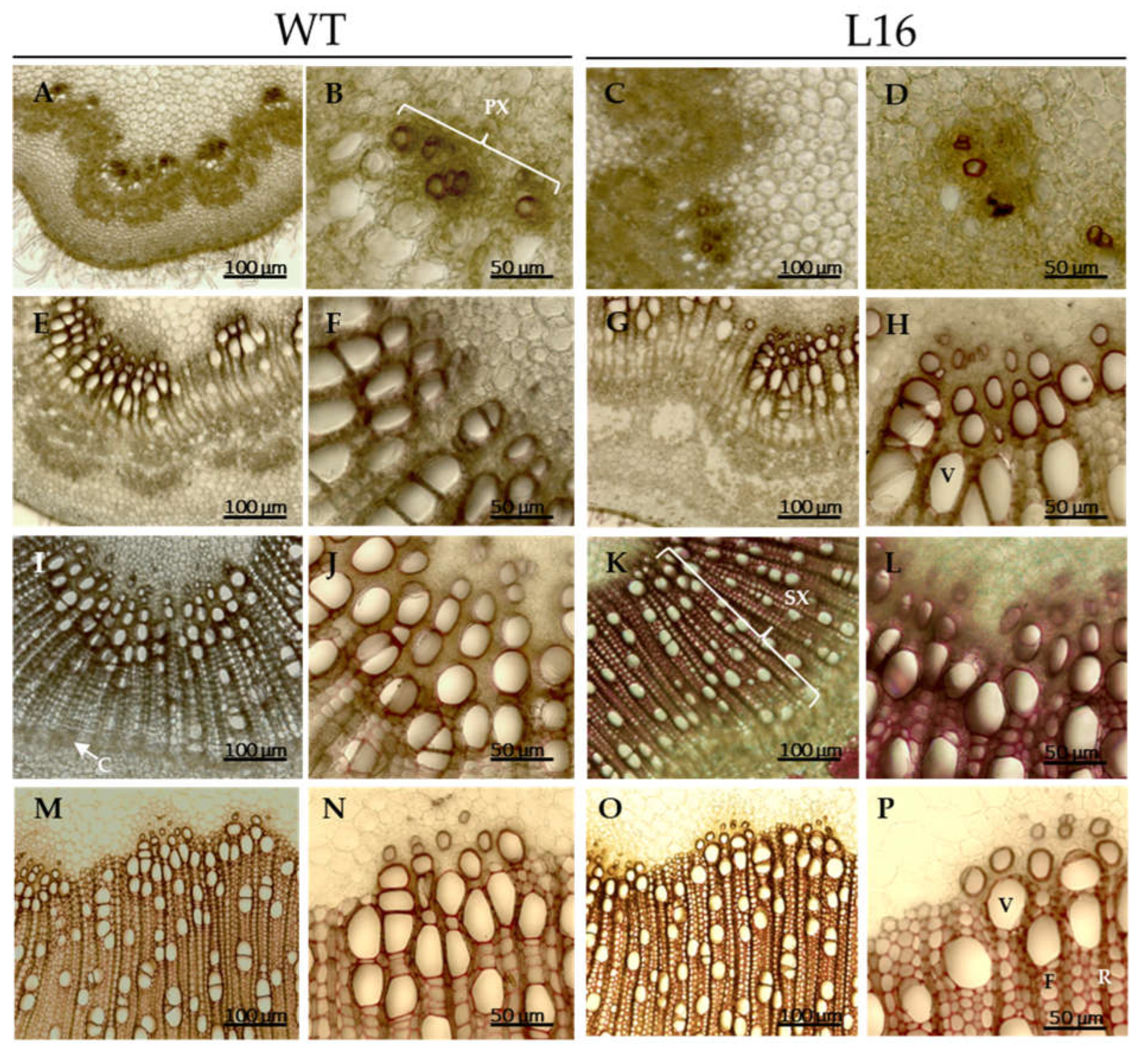 Forests 13 02167 g004