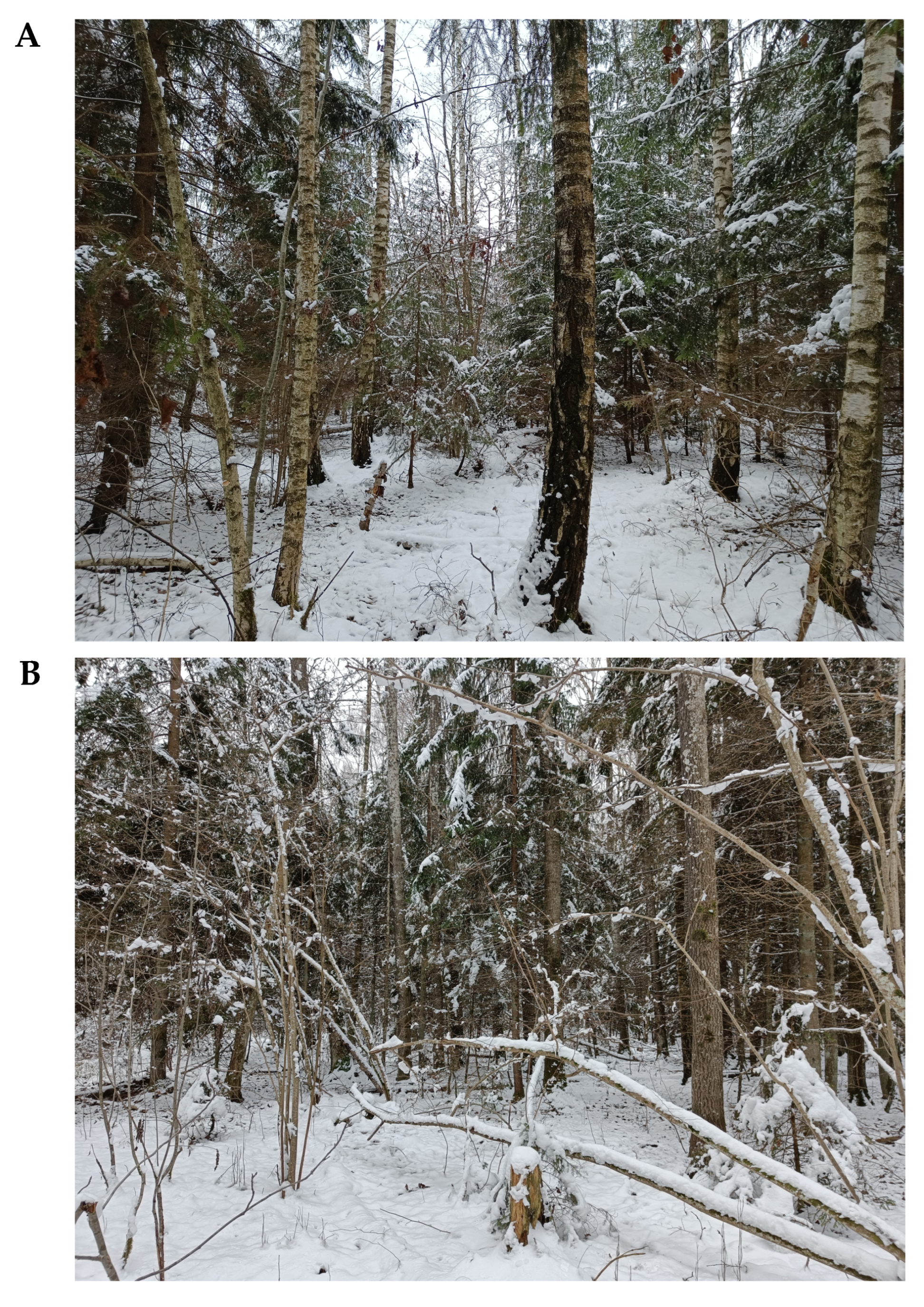 Forests 13 02172 g002a