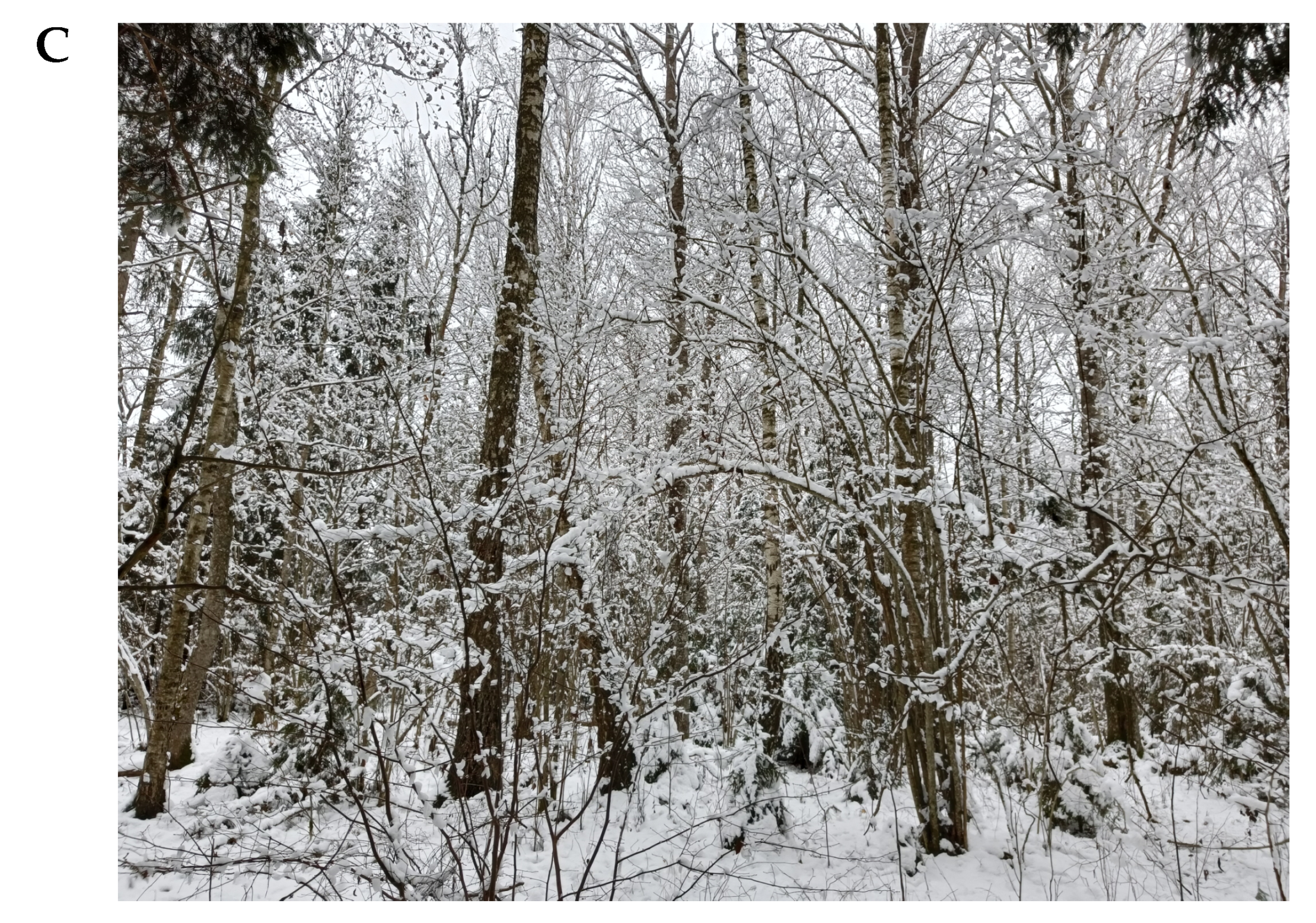 Forests 13 02172 g002b