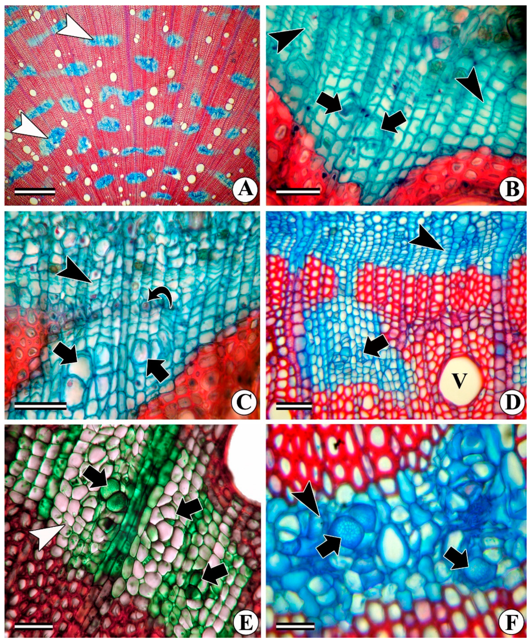 Forests 13 02174 g001