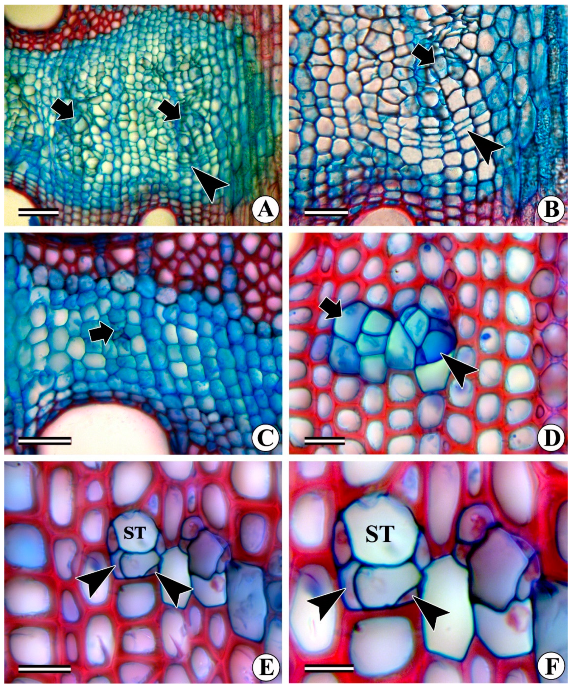 Forests 13 02174 g002