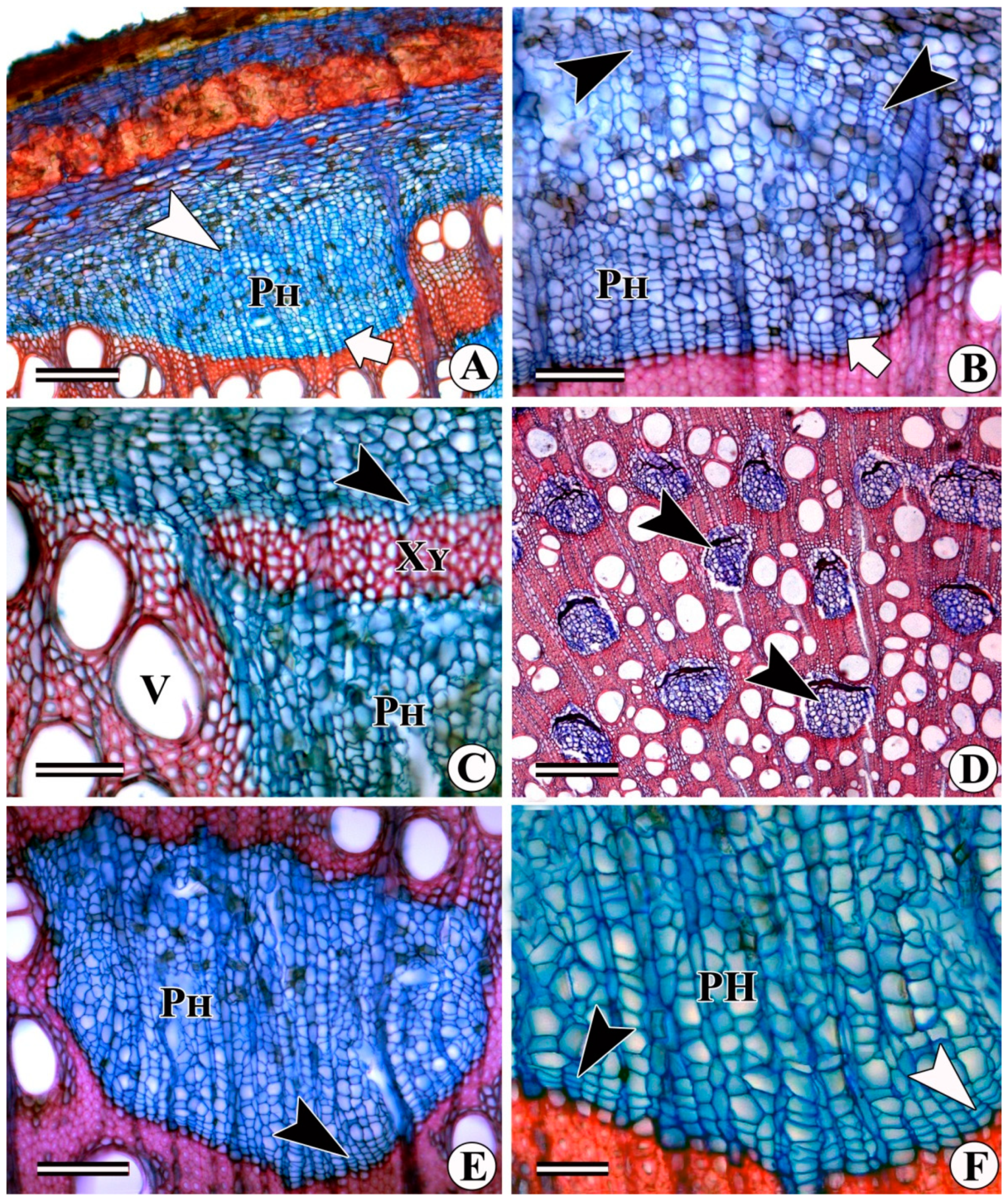 Forests 13 02174 g003