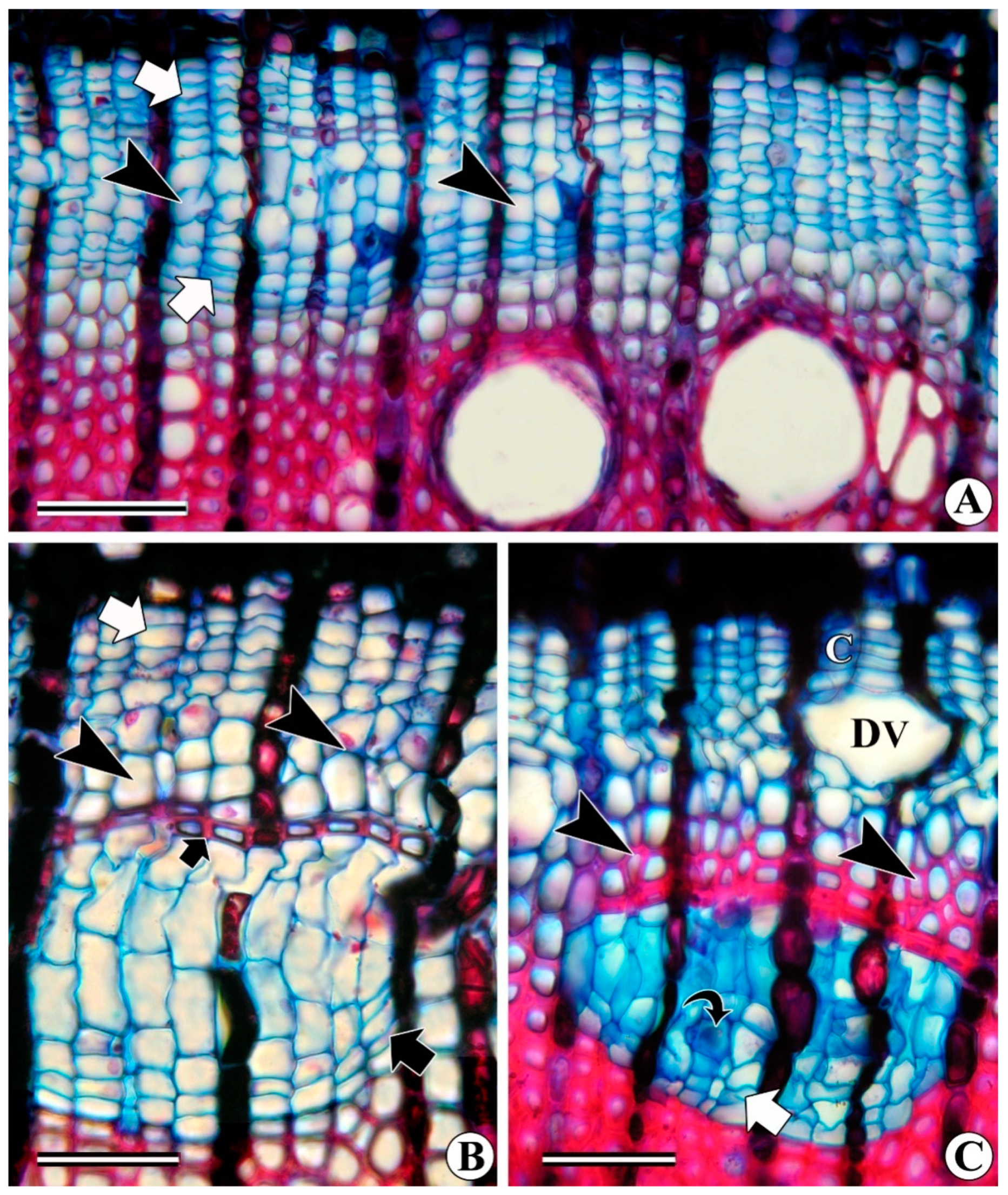 Forests 13 02174 g006