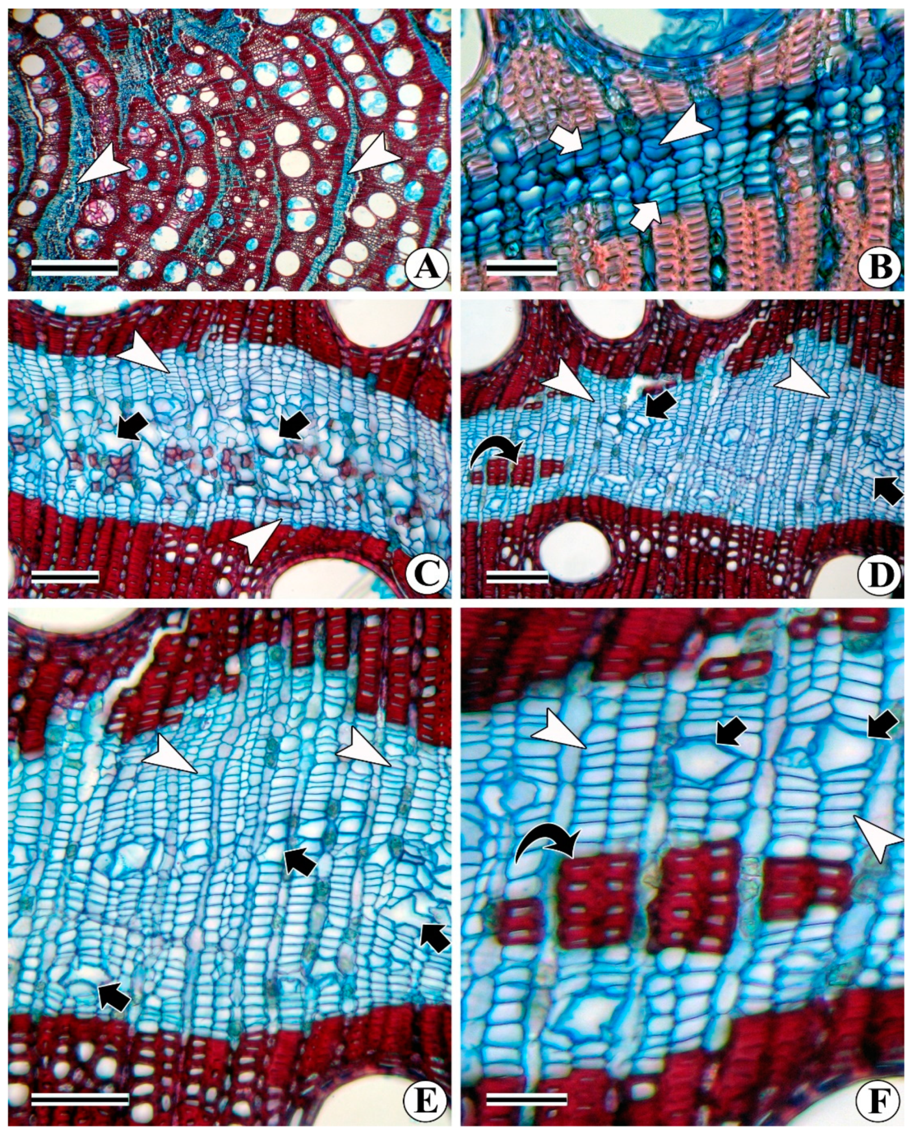 Forests 13 02174 g007