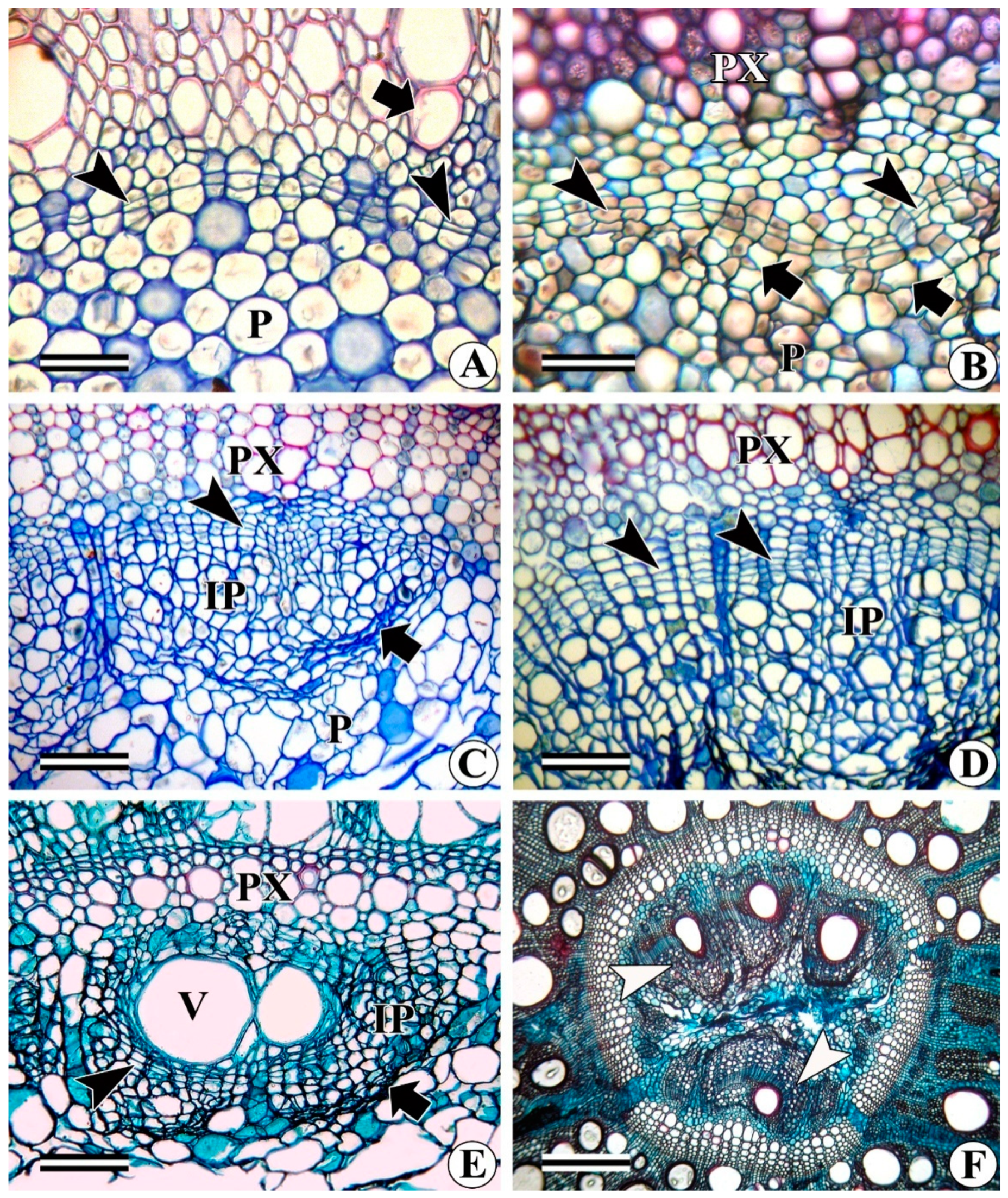 Forests 13 02174 g010