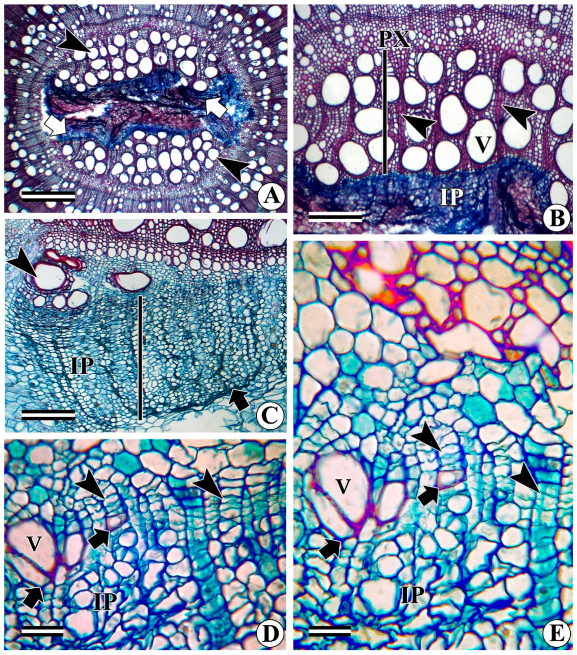 Forests 13 02174 g011