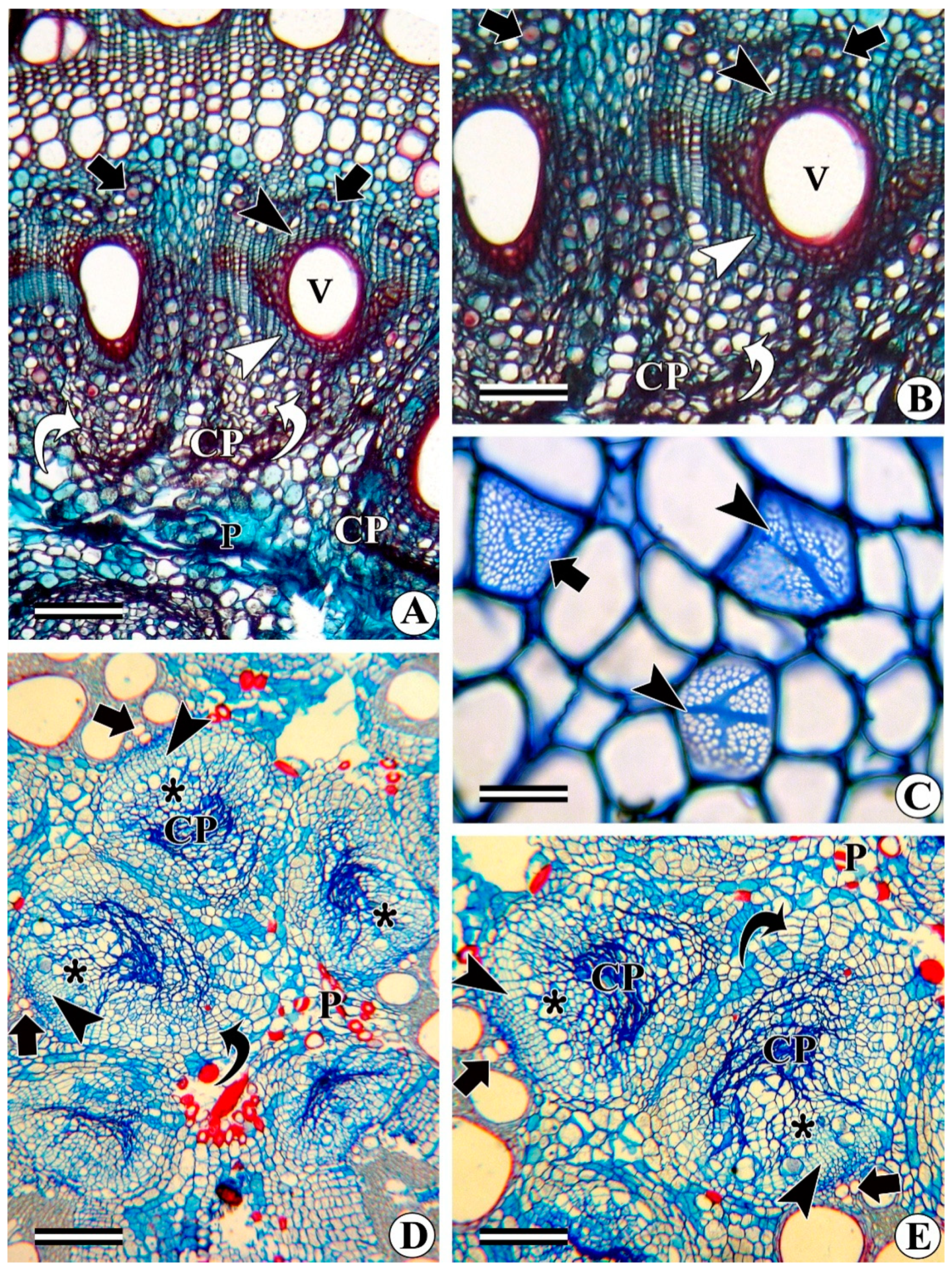 Forests 13 02174 g012