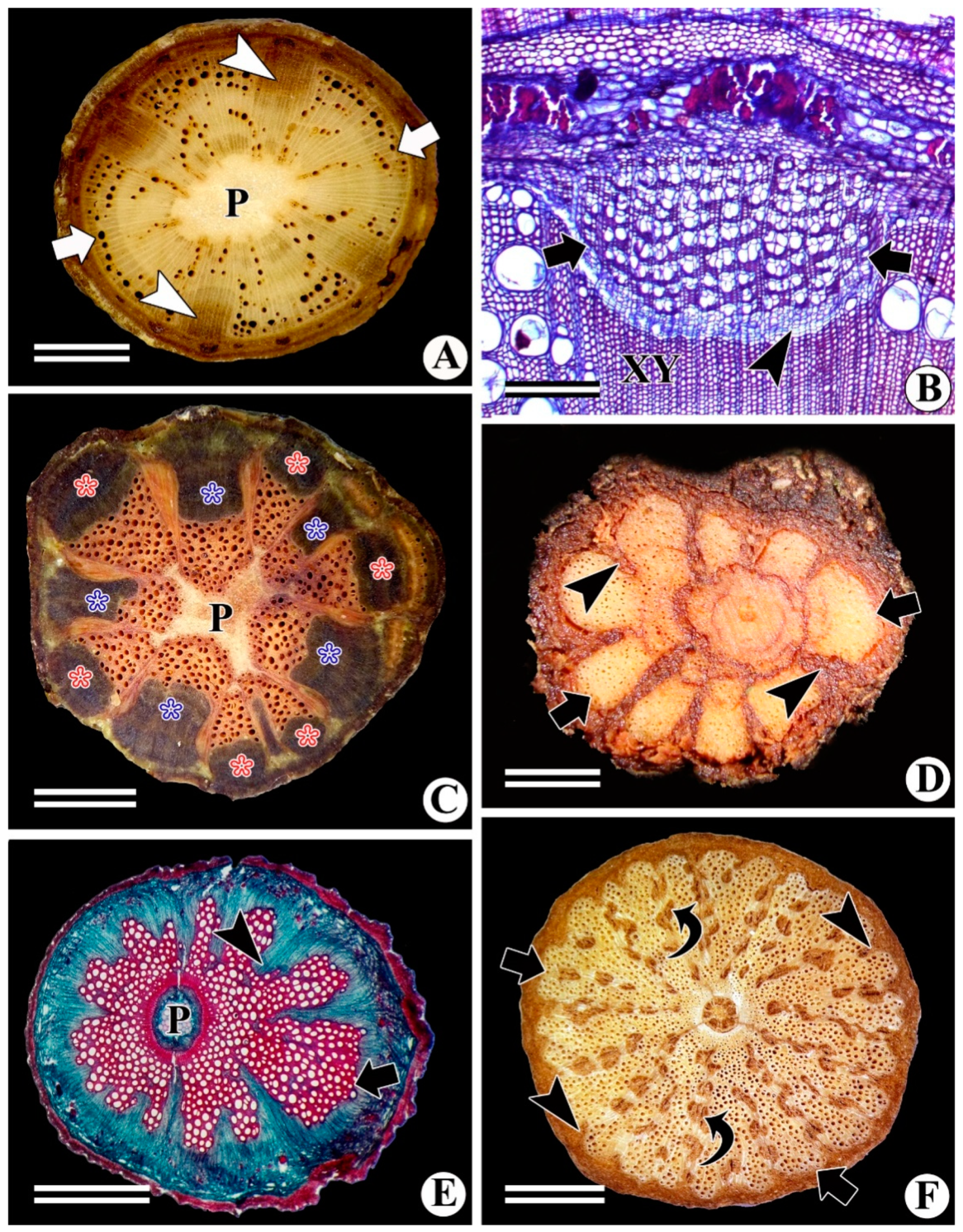 Forests 13 02174 g016