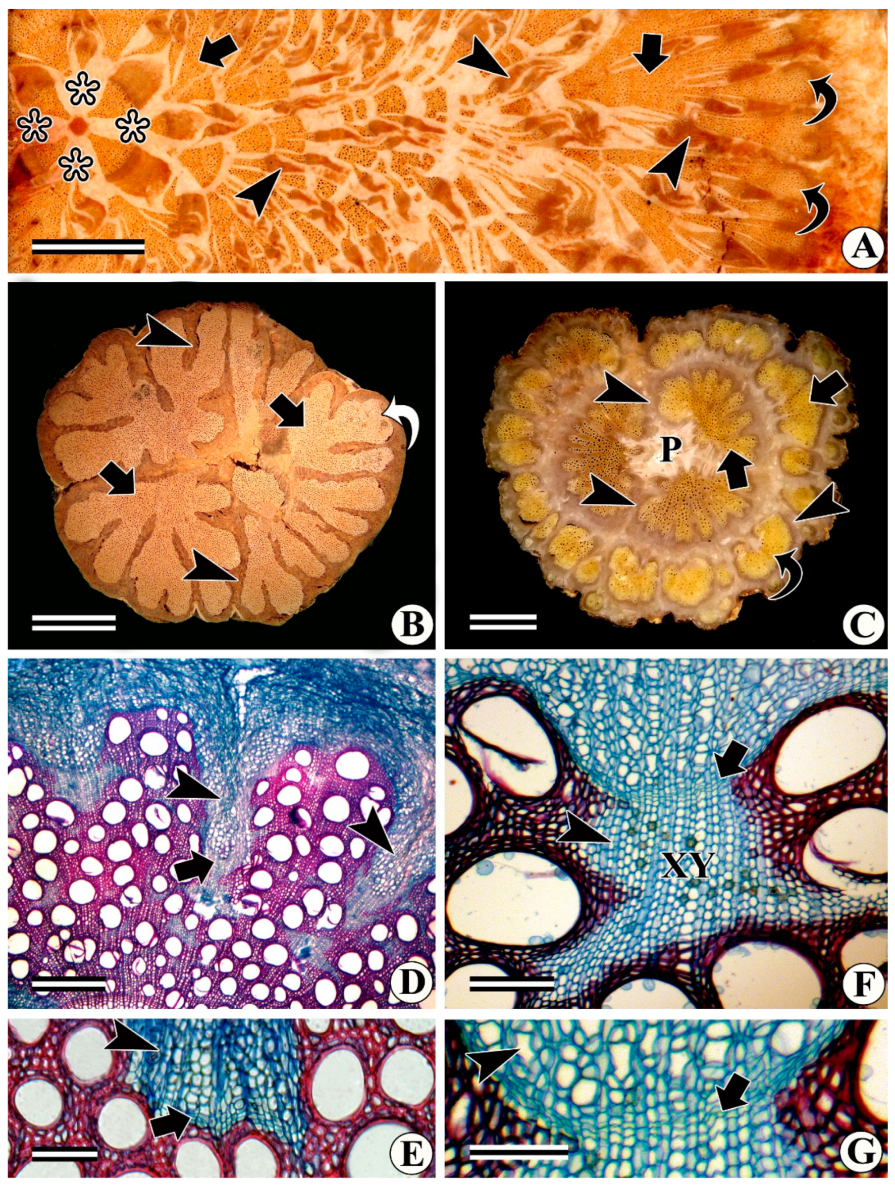 Forests 13 02174 g017