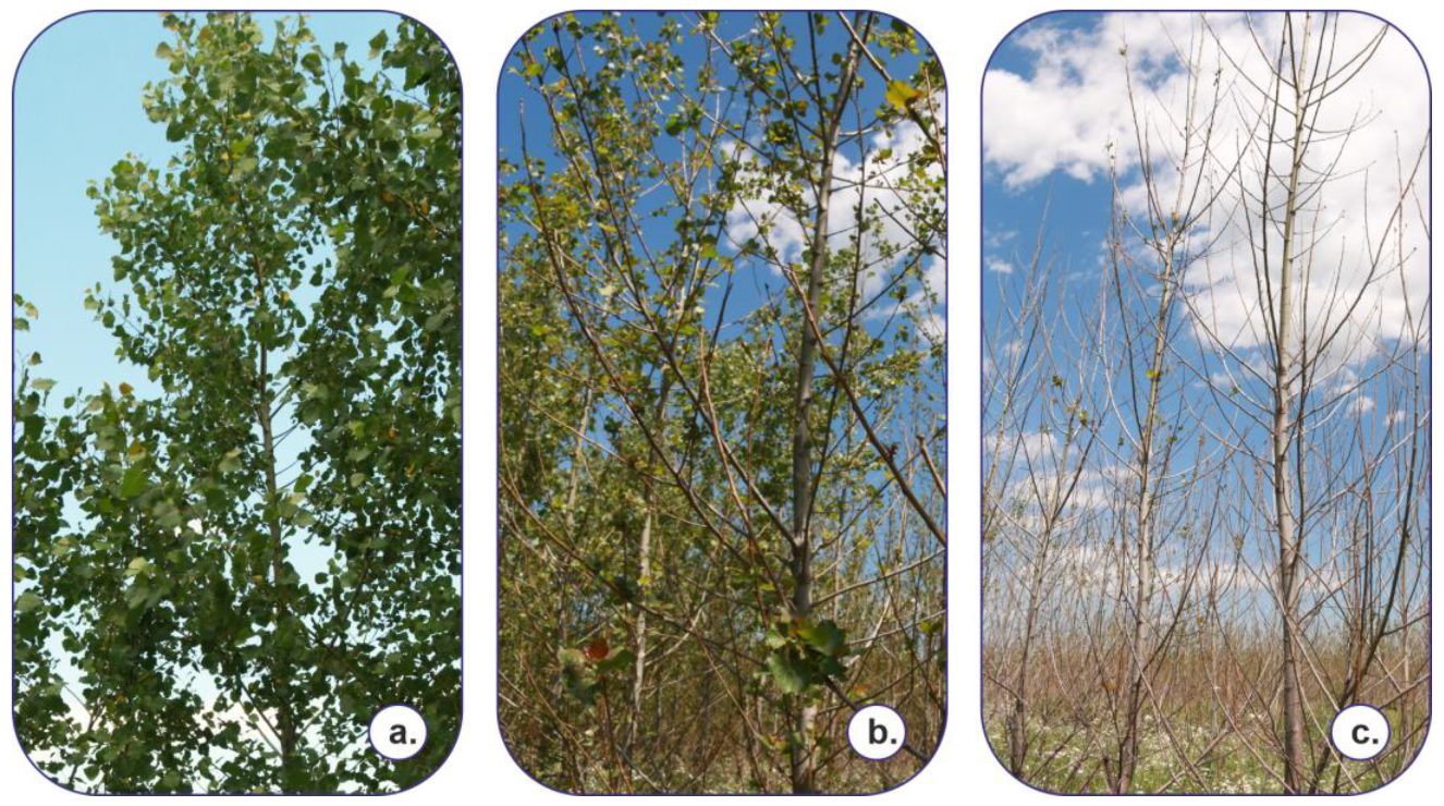 Forests 14 00020 g002 Forests 14 00020 g002